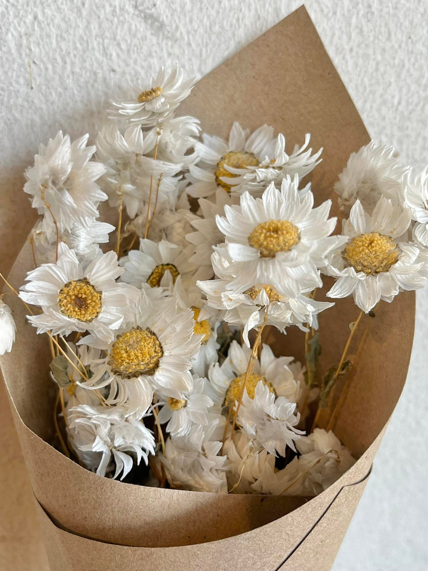 Dried Daisies