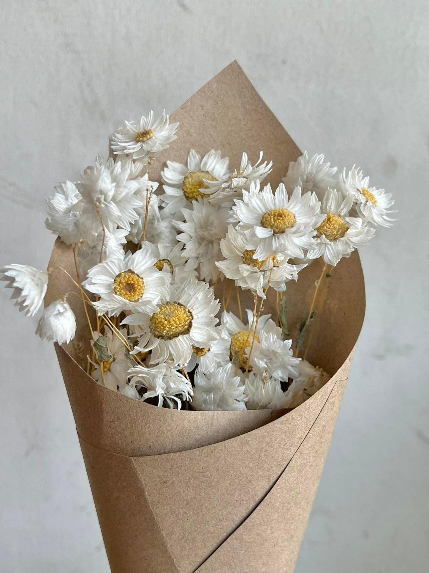Dried Daisies