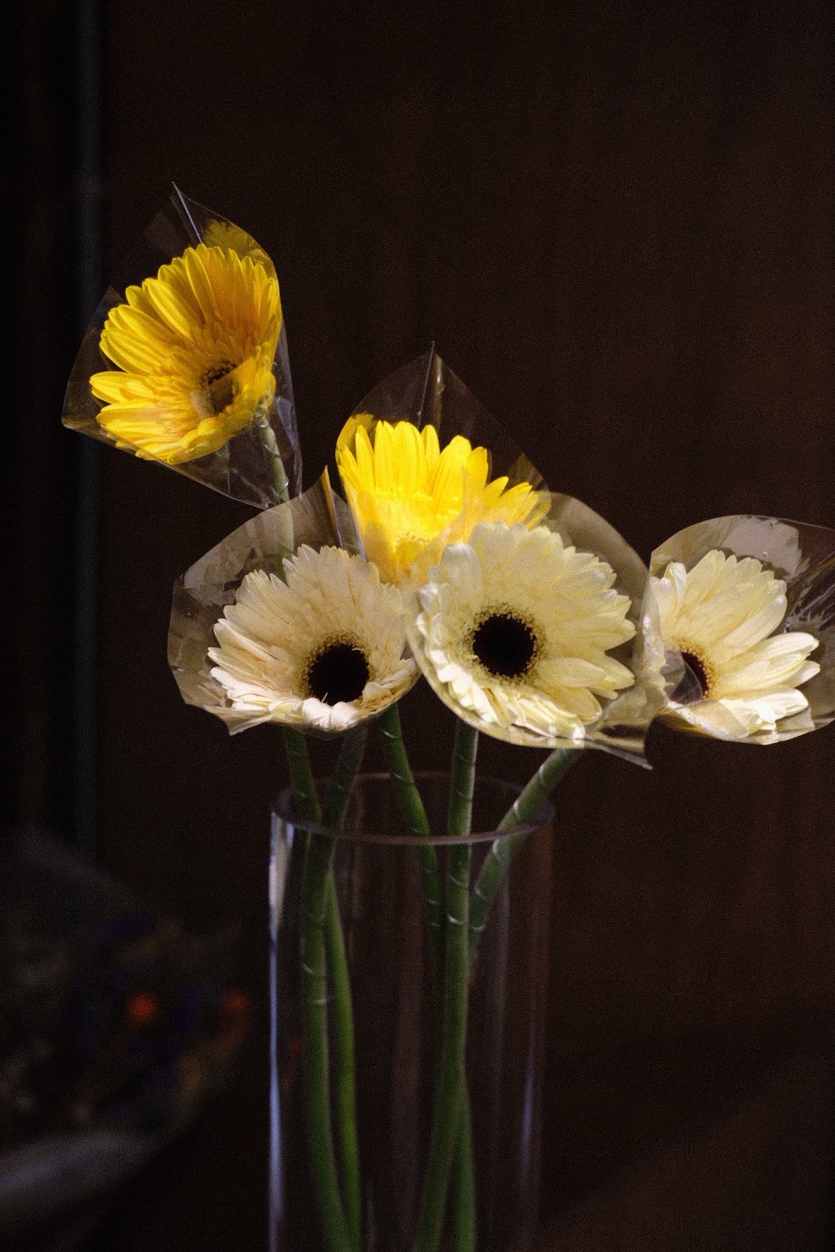 Gerbera