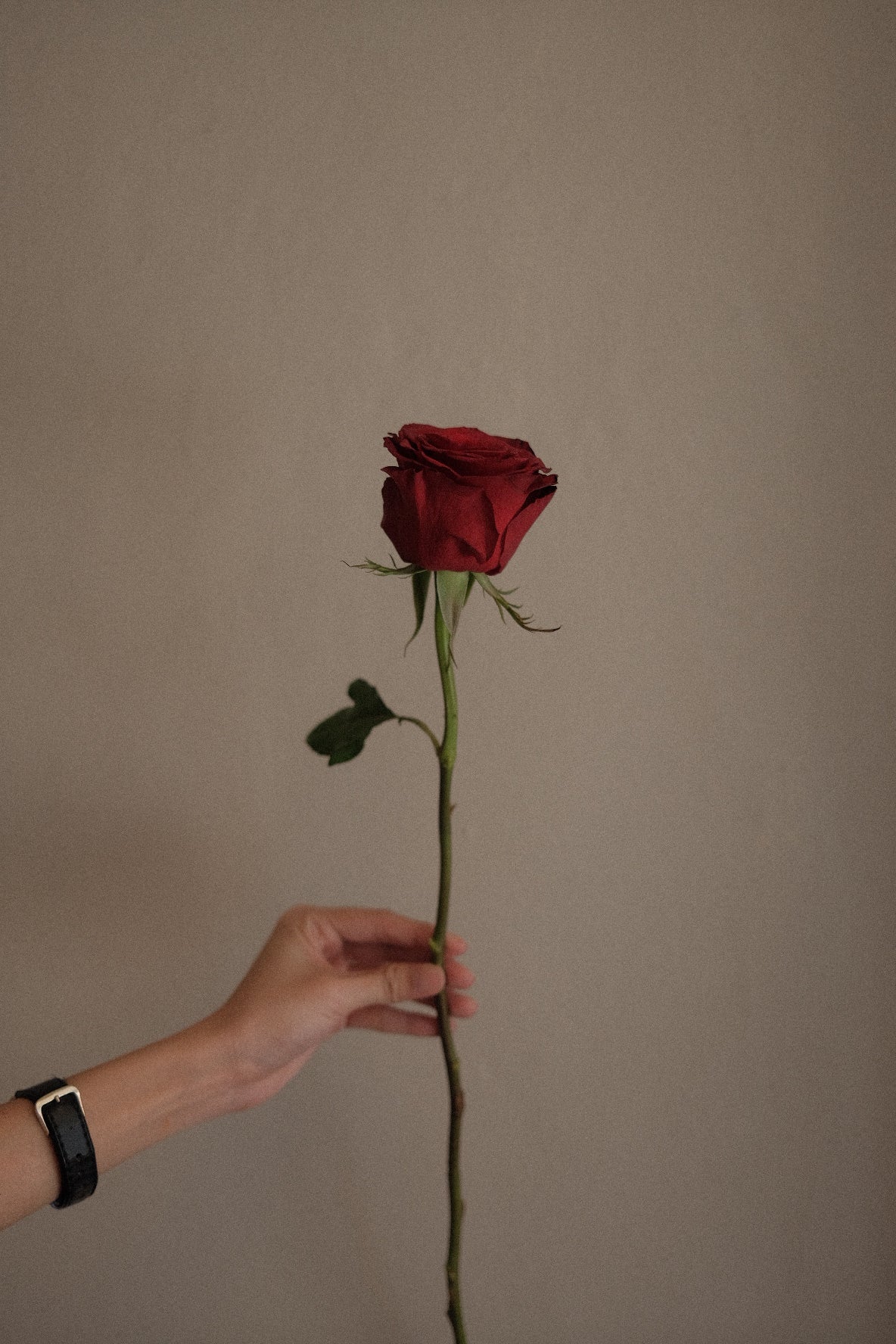 Red Rose