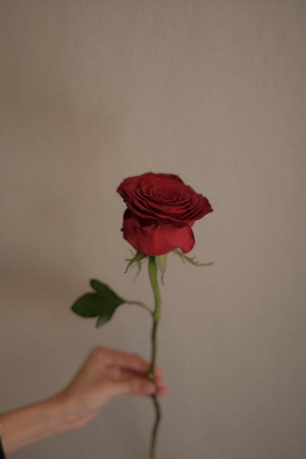 Red Rose