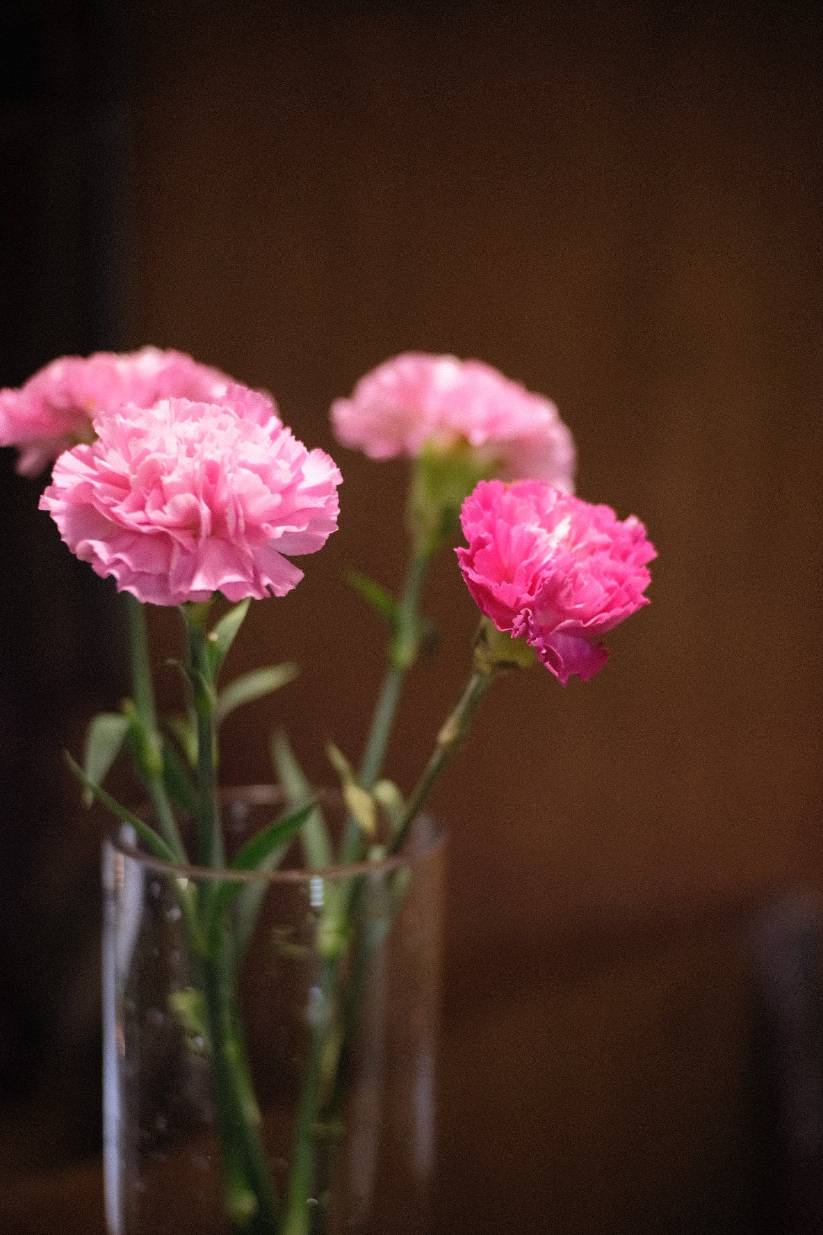 Carnations