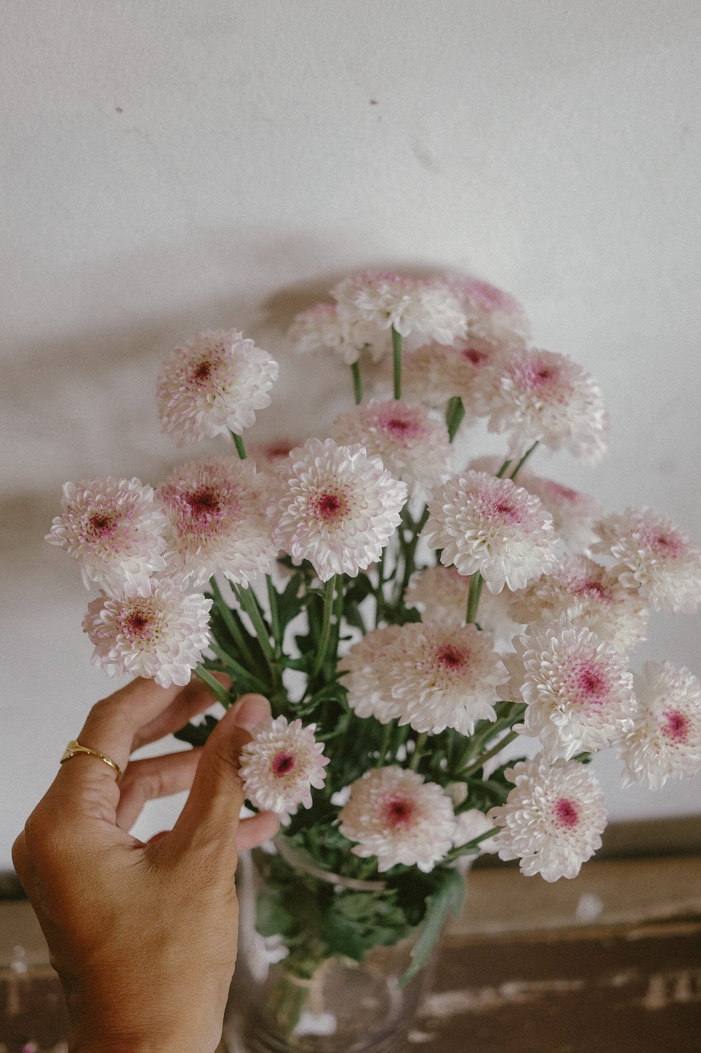 Button mums