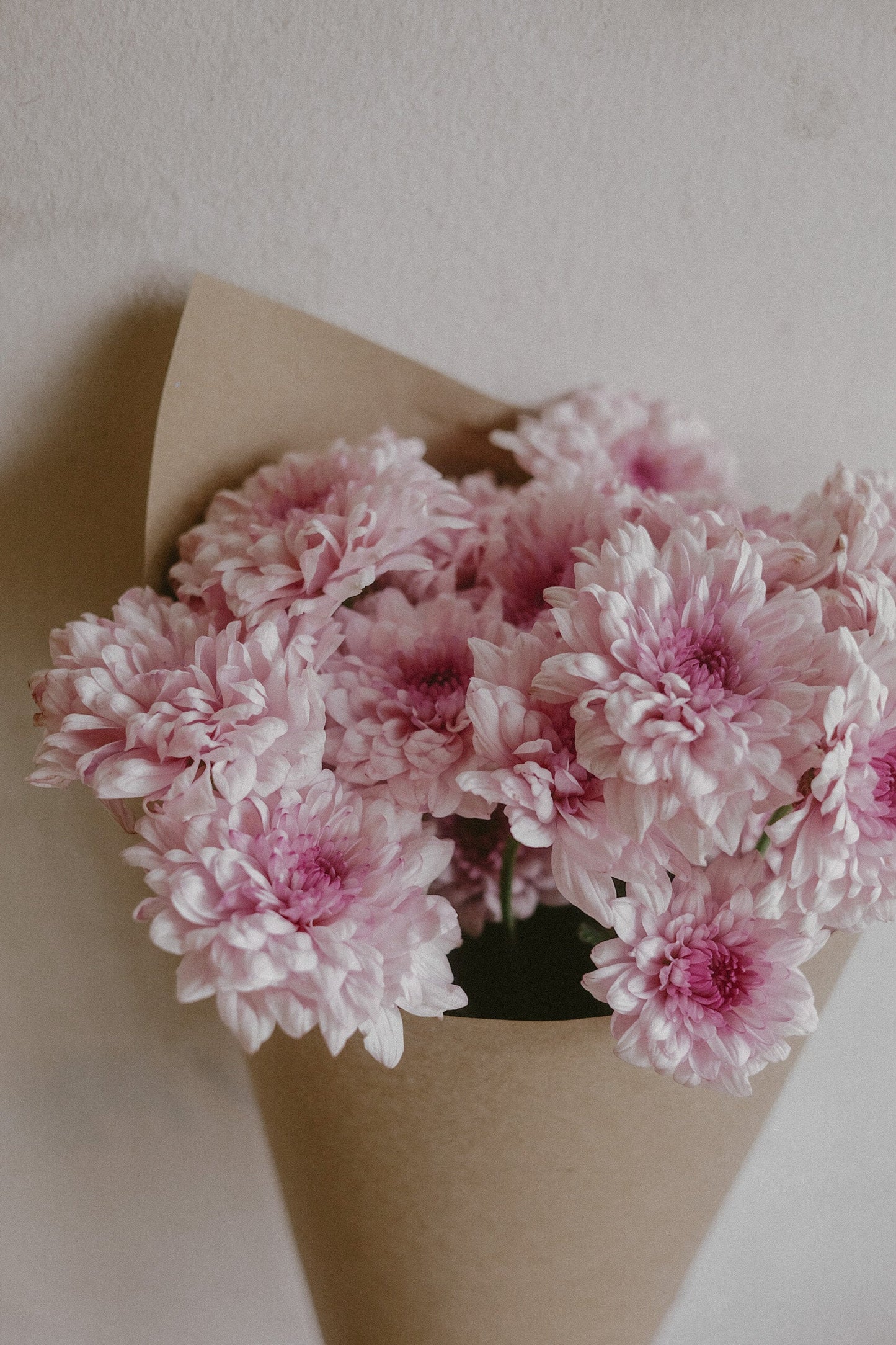 Mums (fresh)