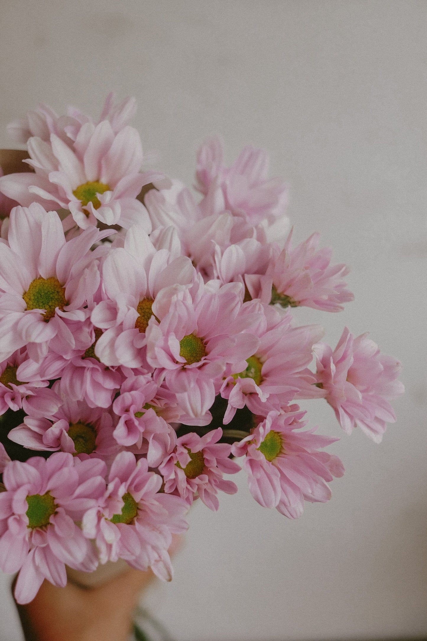 Daisy Mums
