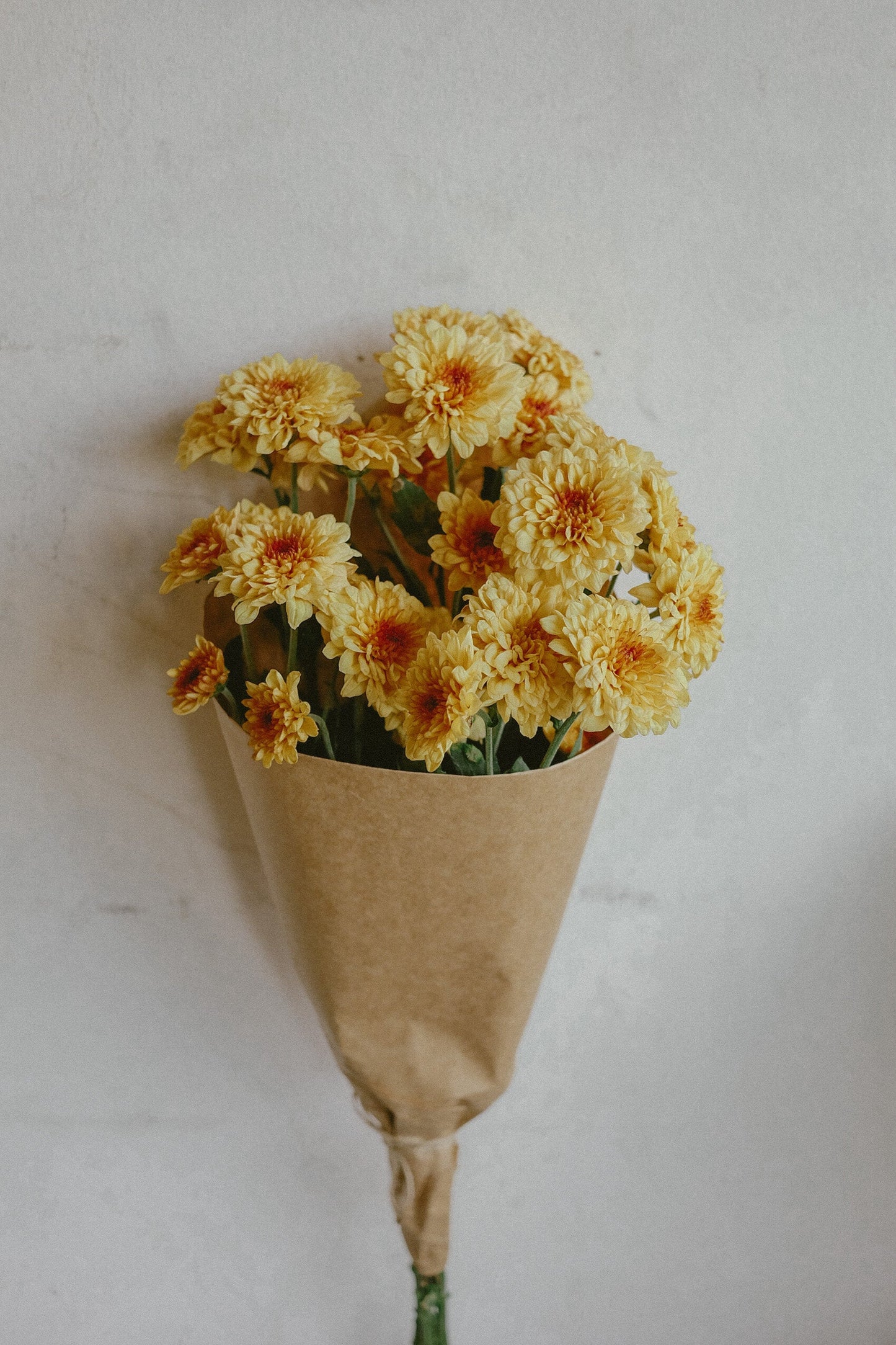 Mums (fresh)