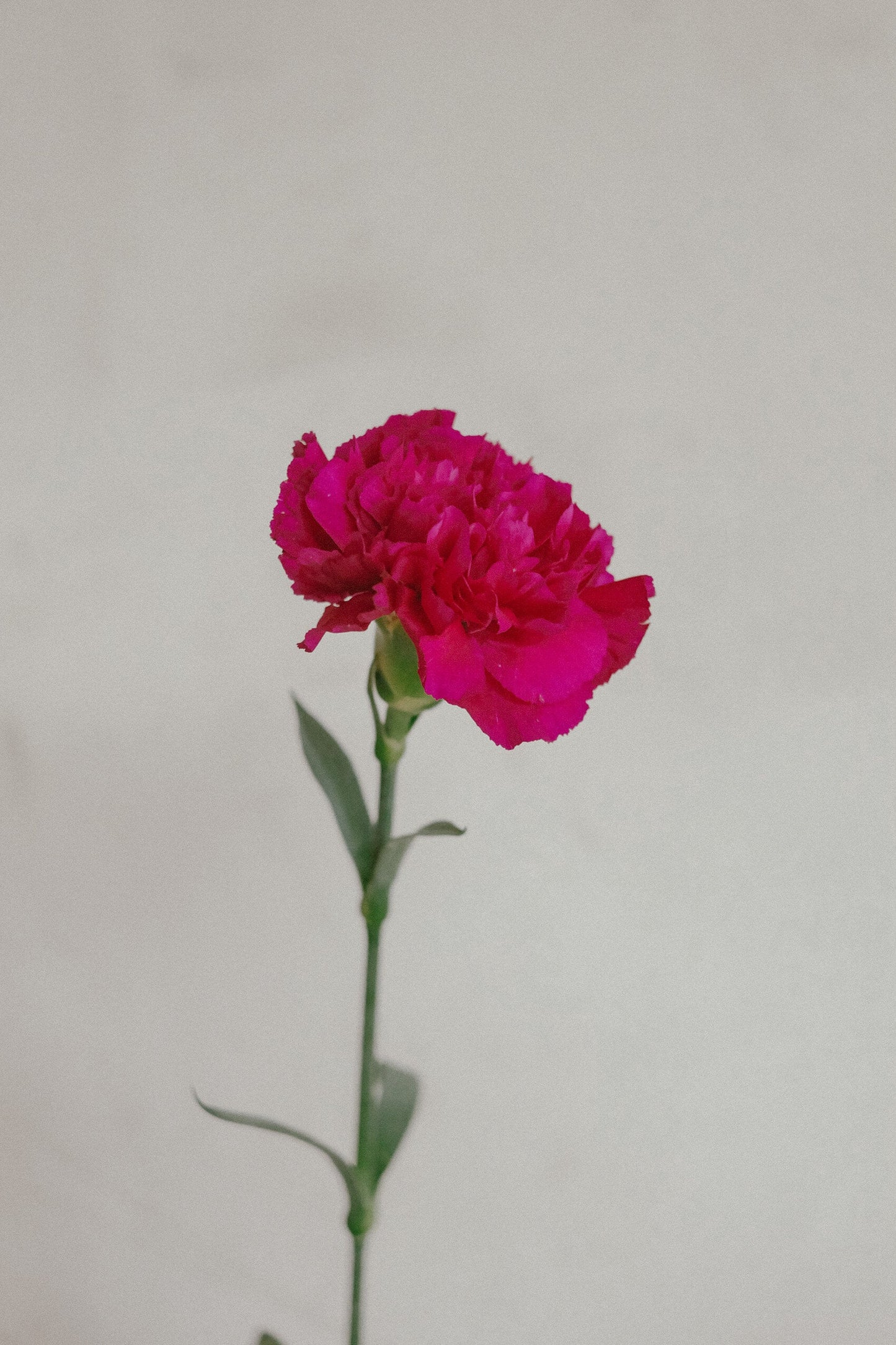 Carnations