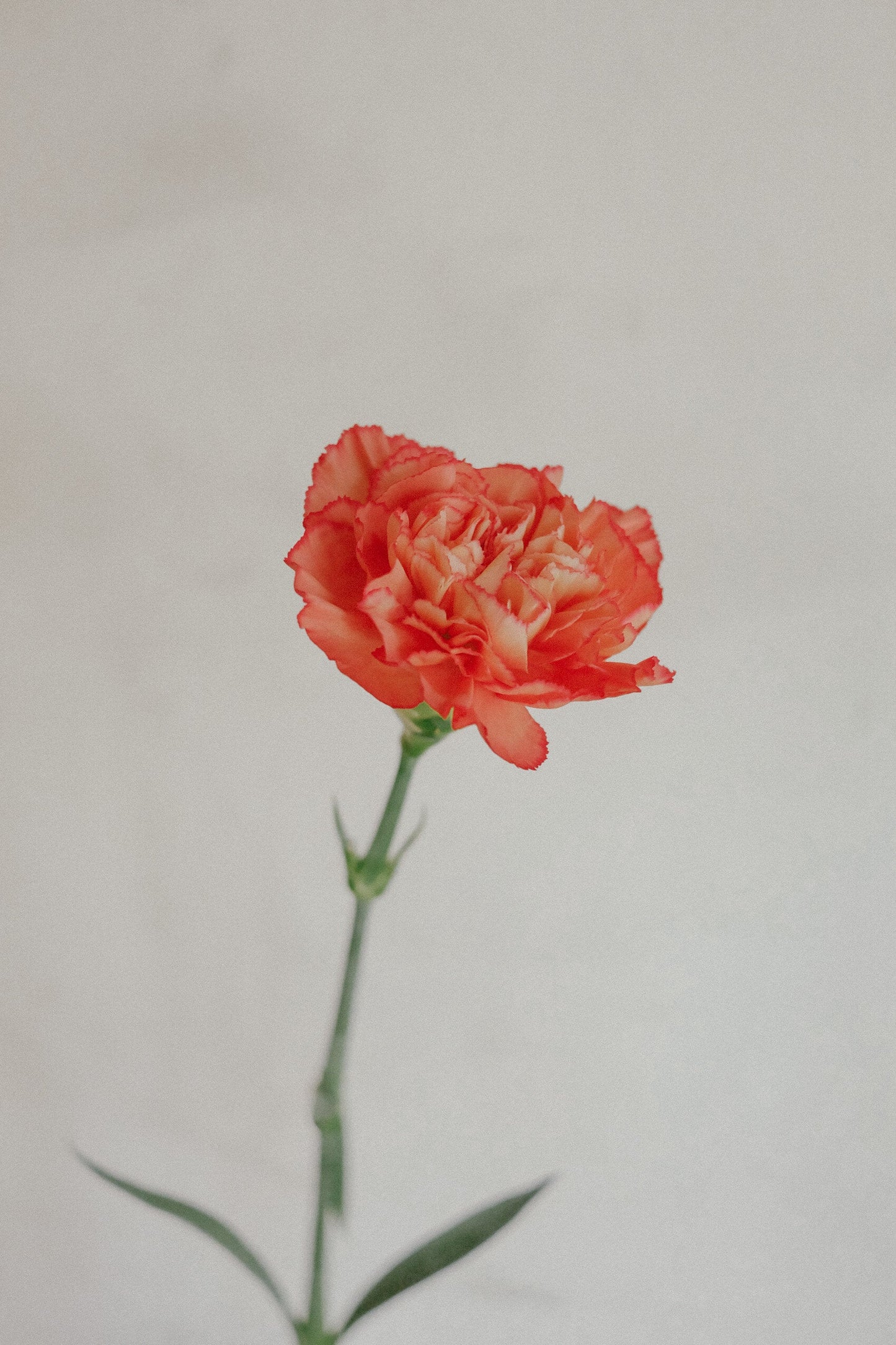 Carnations