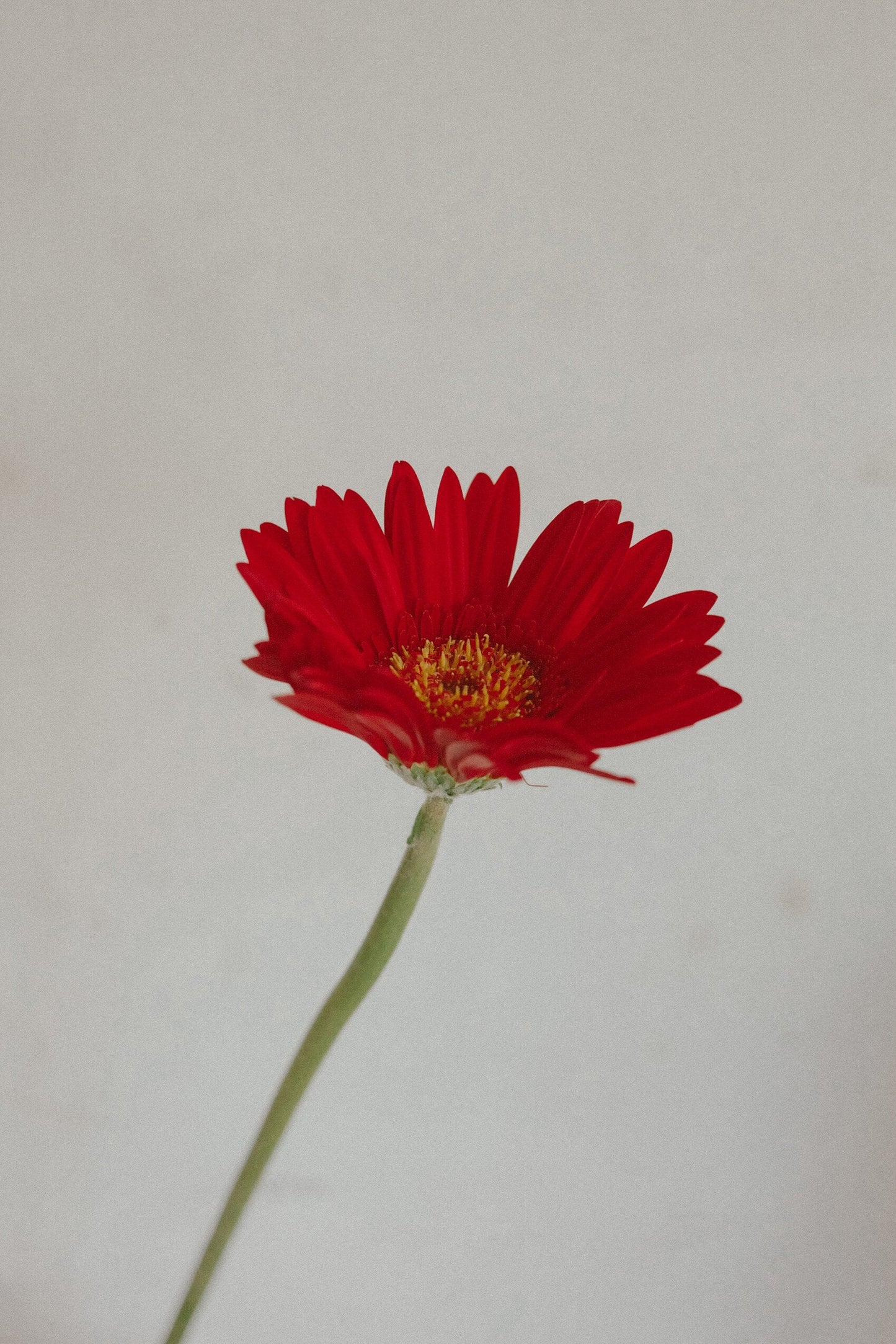 Gerbera