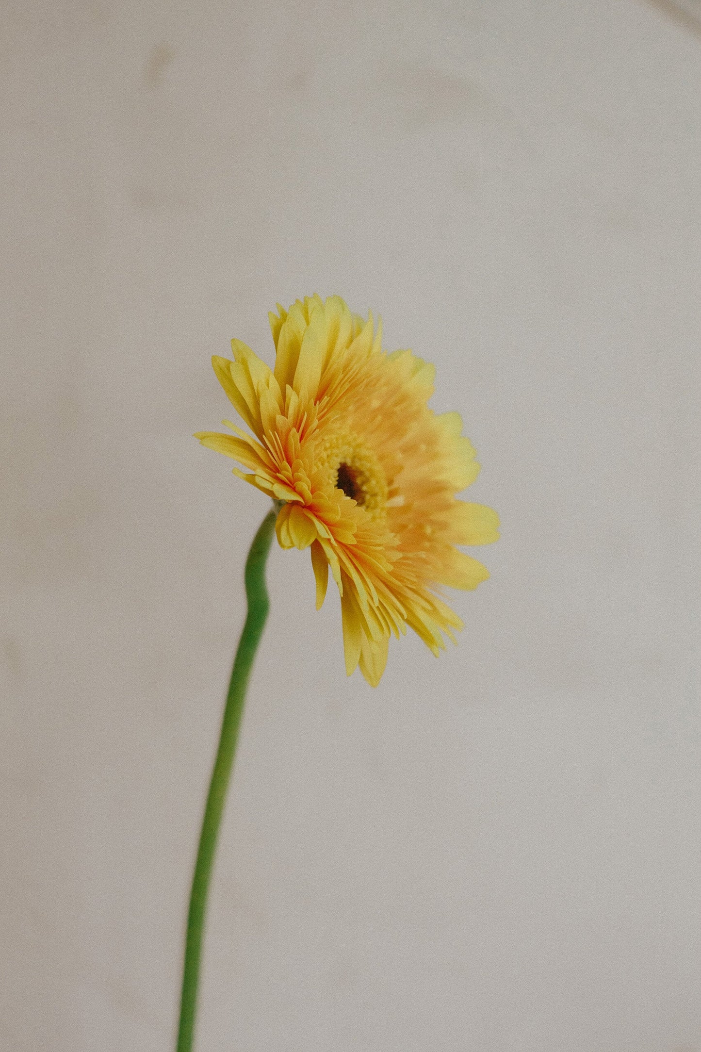 Gerbera