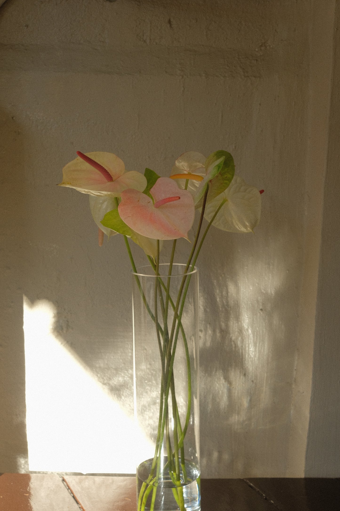 Anthurium