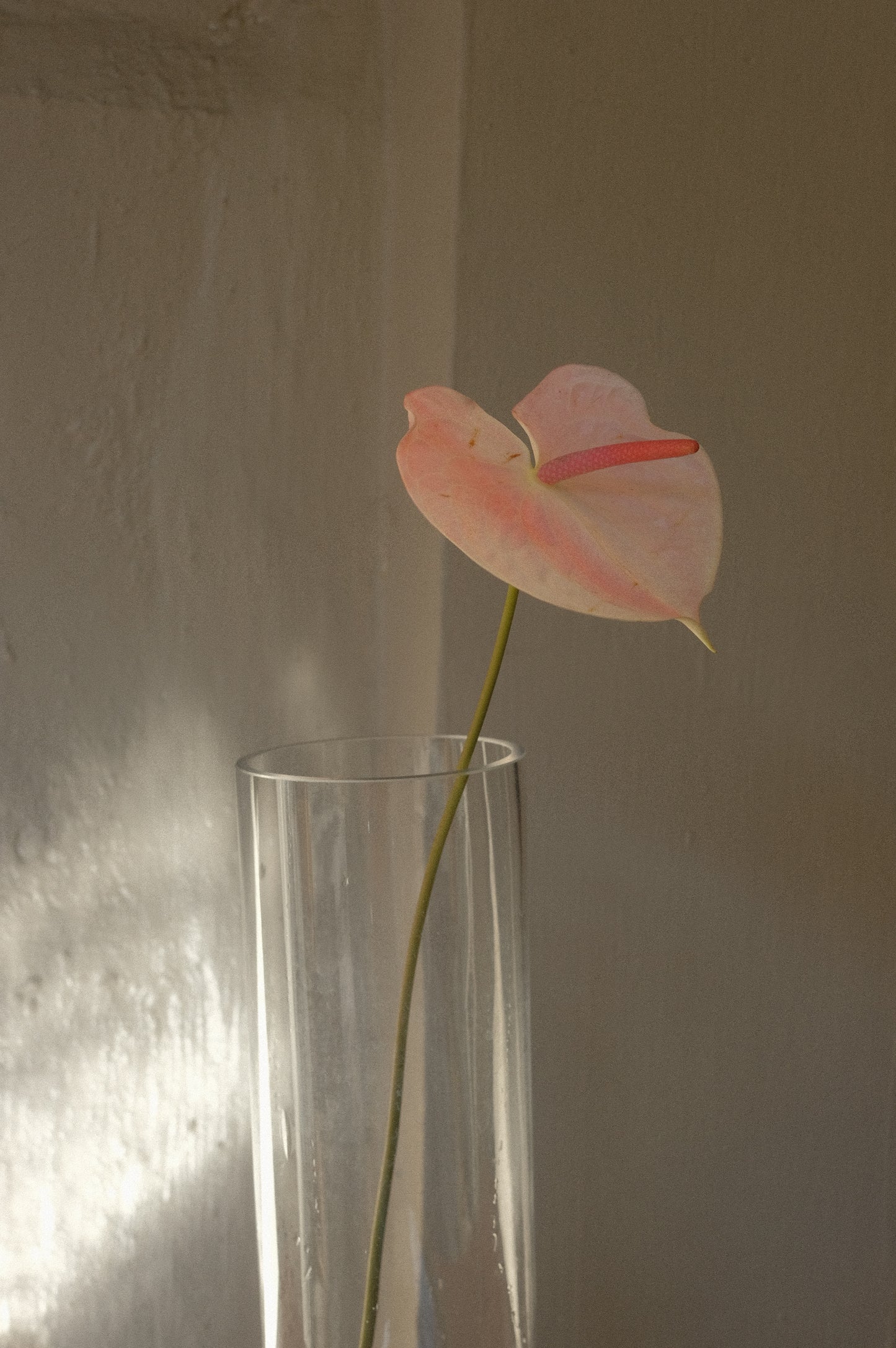 Anthurium