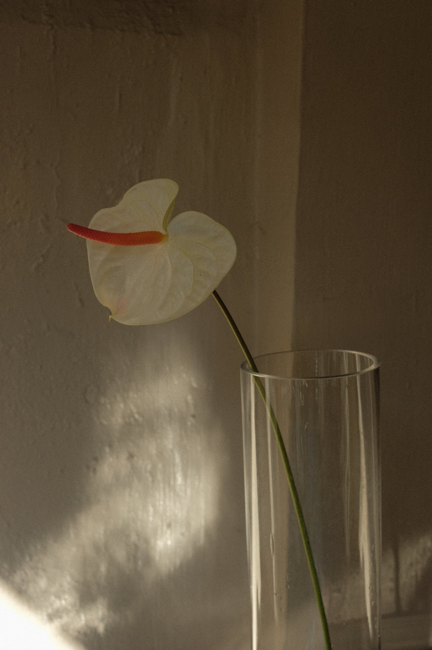 Anthurium