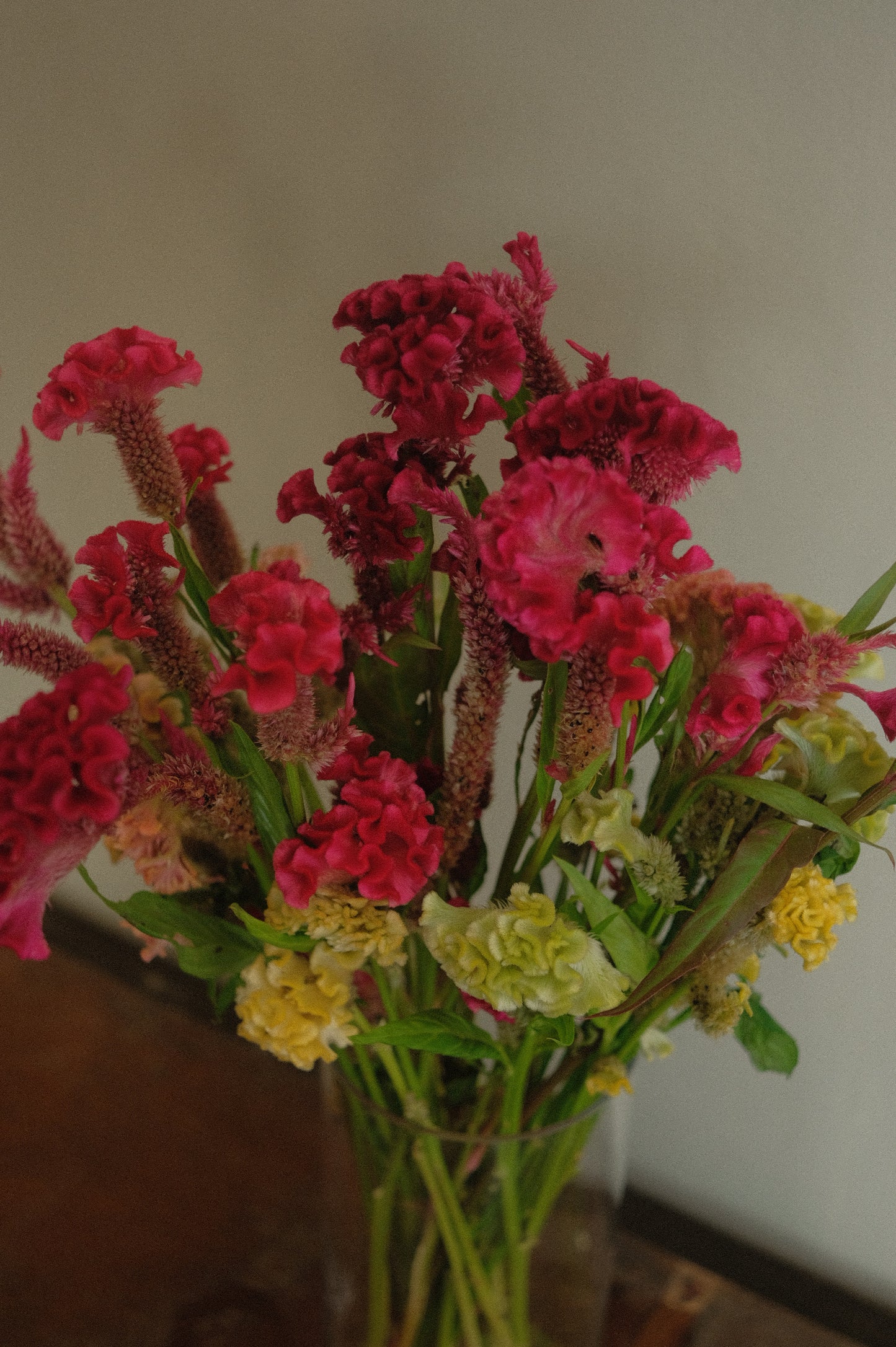 Celosia (fresh)
