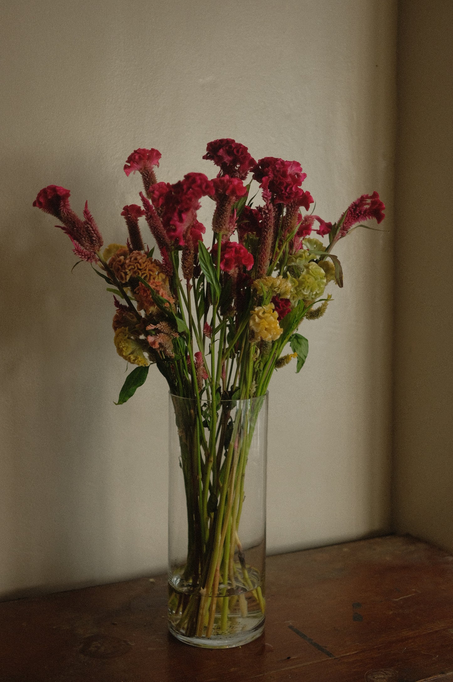 Celosia (fresh)