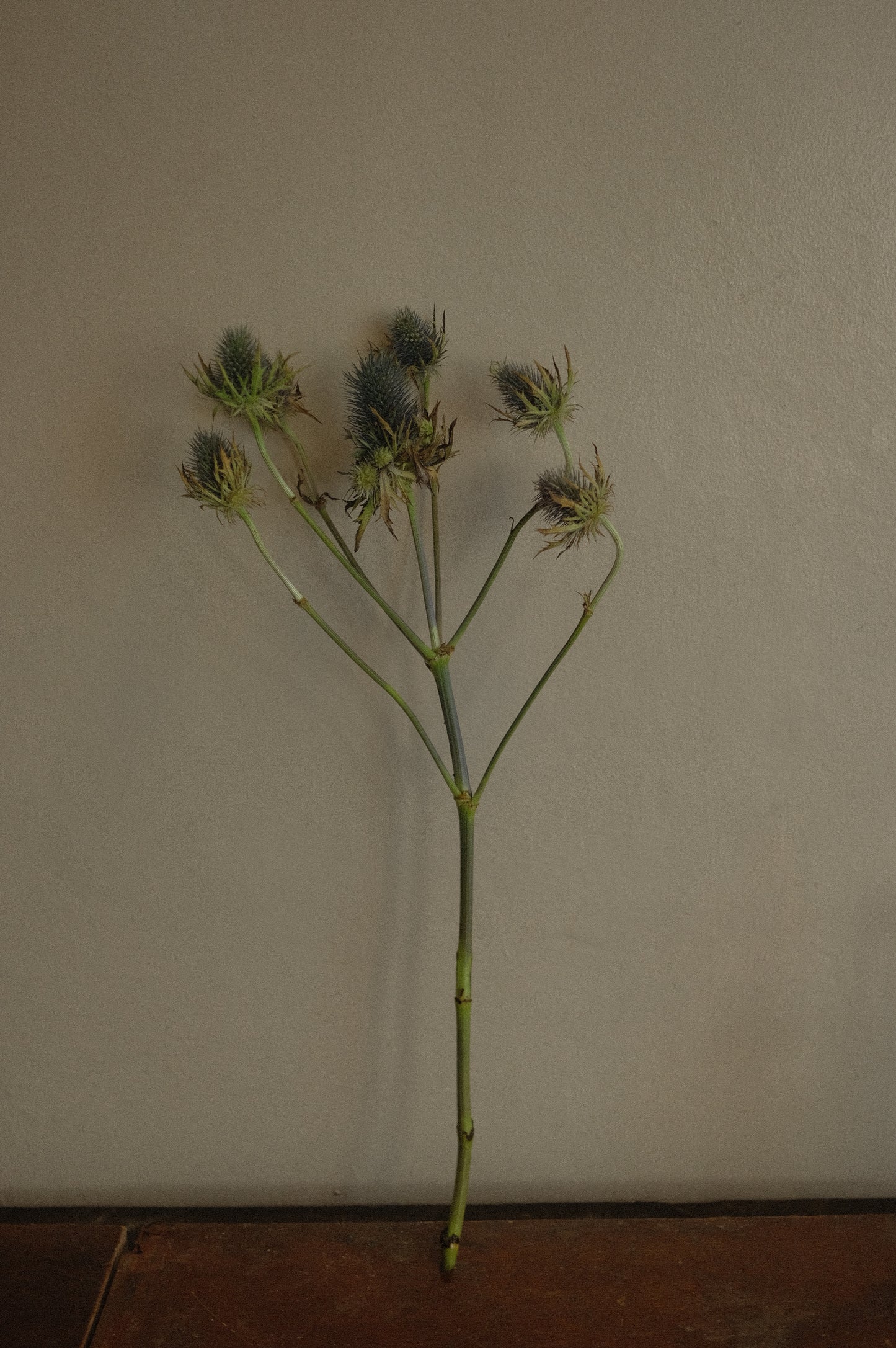 Eryngium