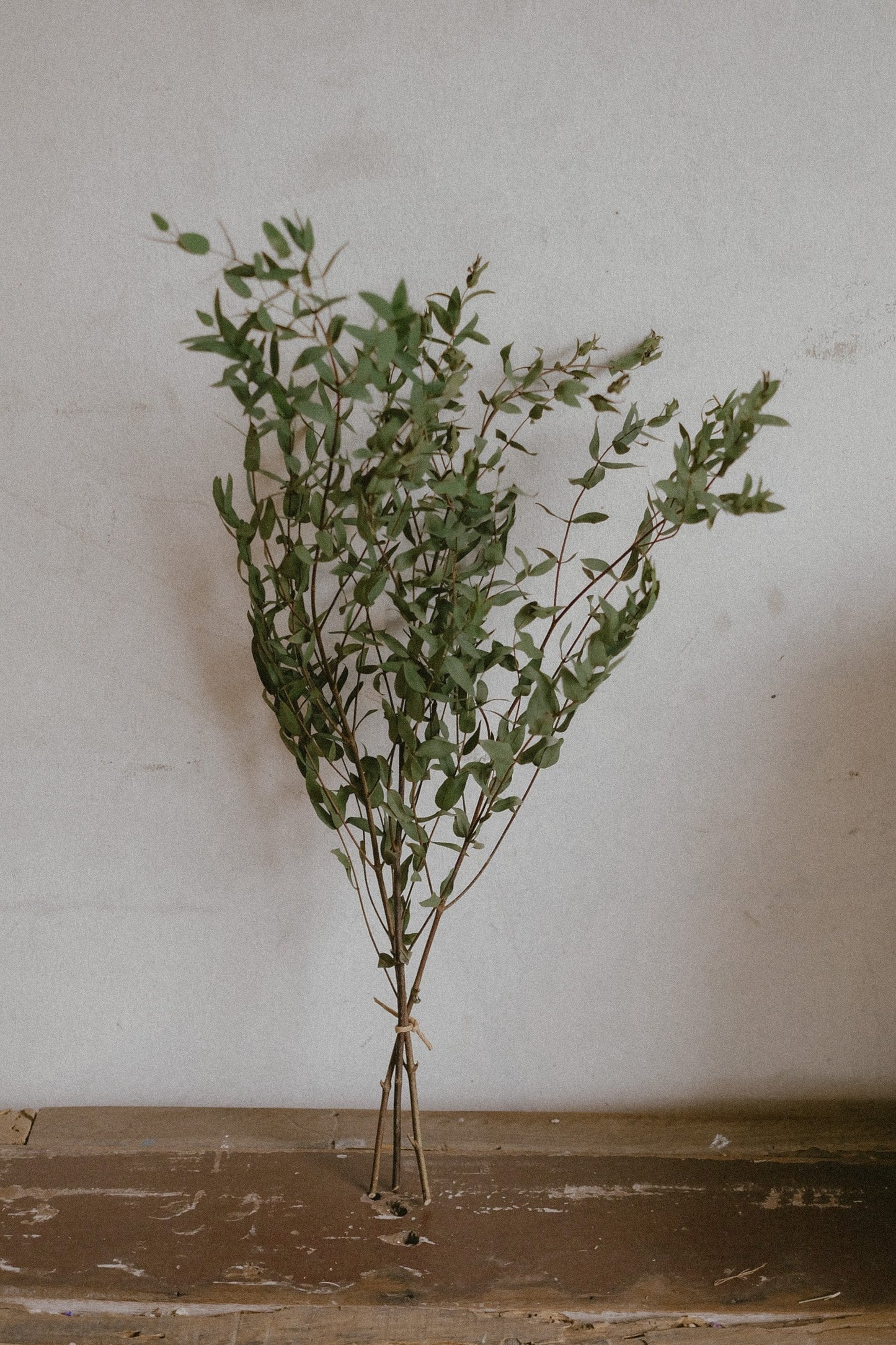 Eucalyptus Parvifolia (Dried)