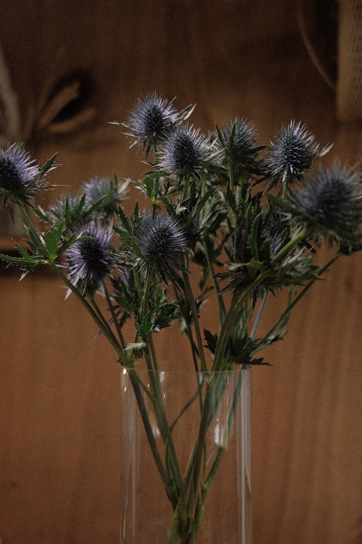 Eryngium