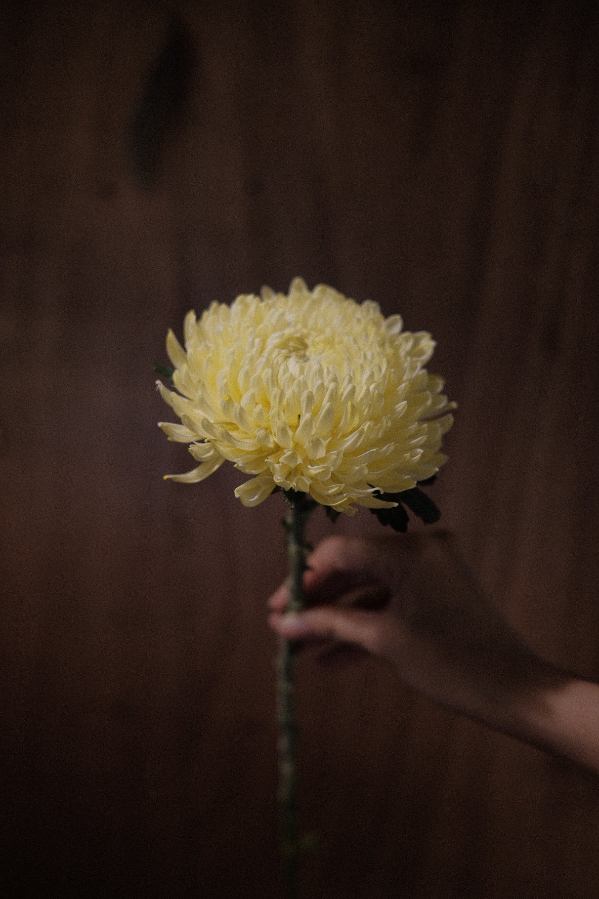 Sunshine Mums