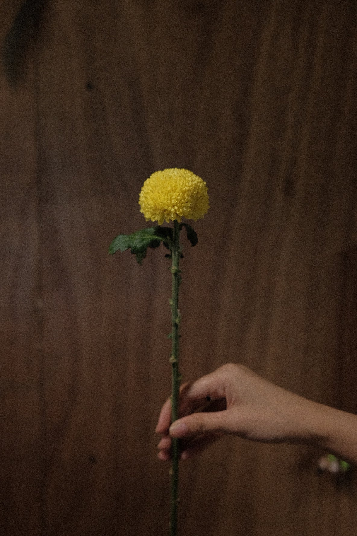 Ping Pong Mums