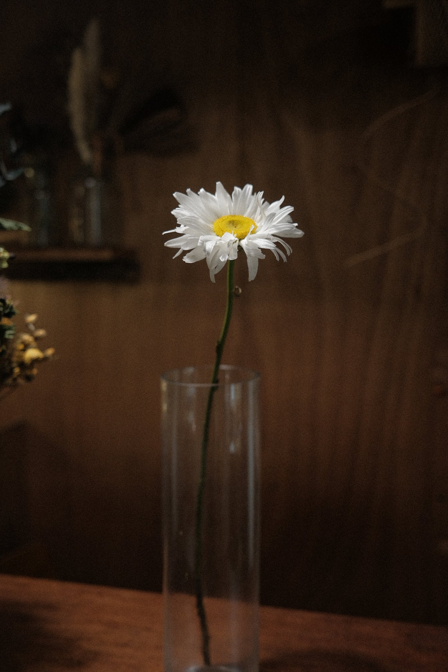 Daisy