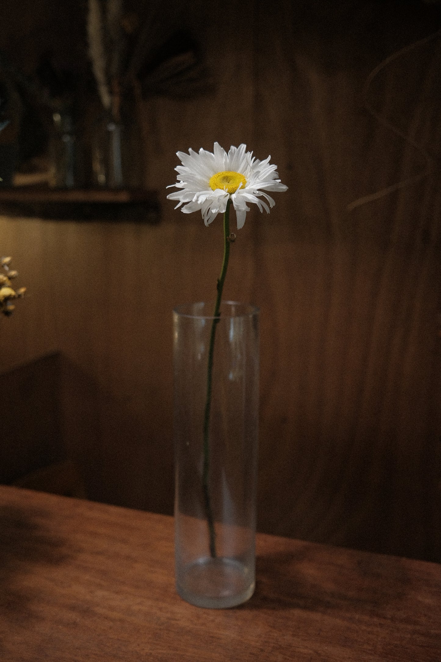 Daisy