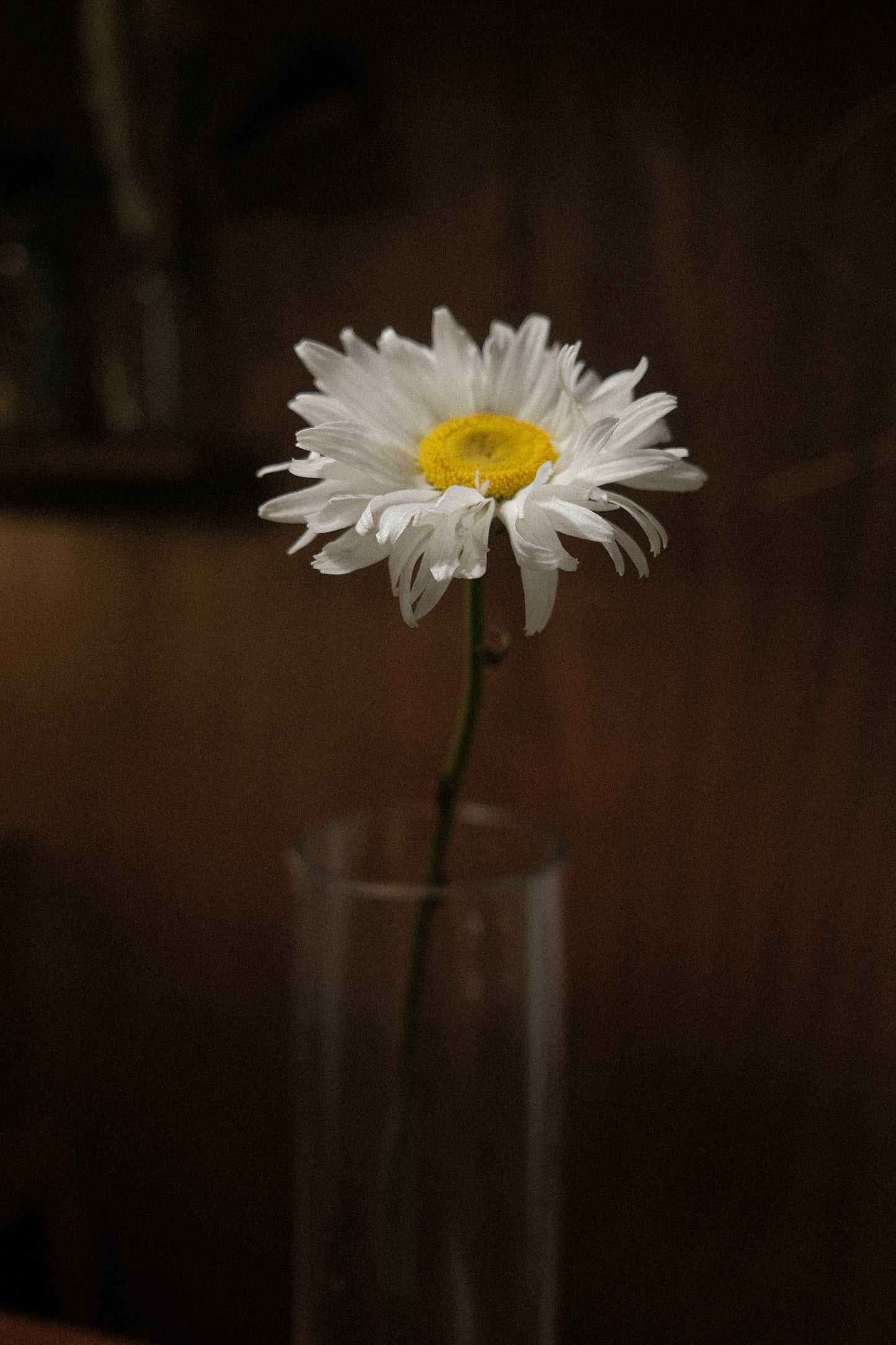 Daisy