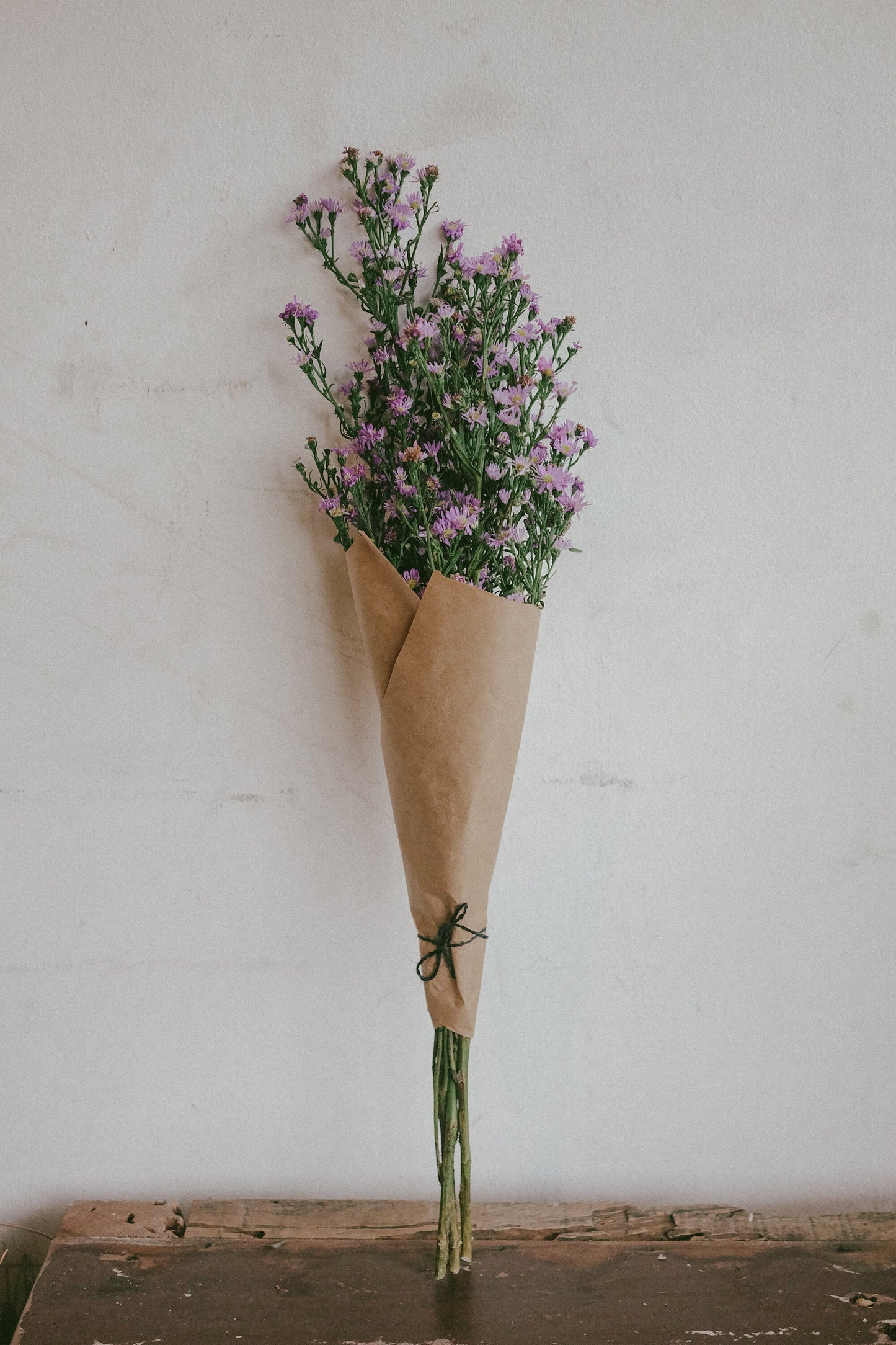 Purple Aster