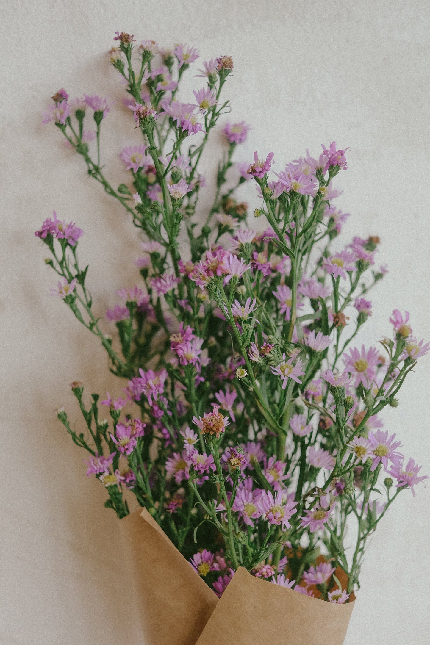 Purple Aster