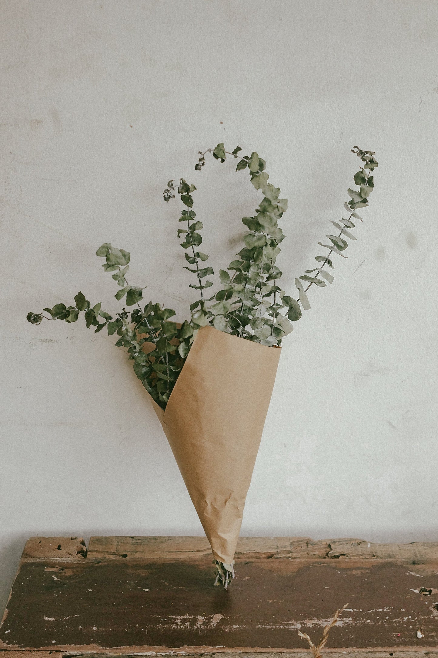 Eucalyptus (Dried)