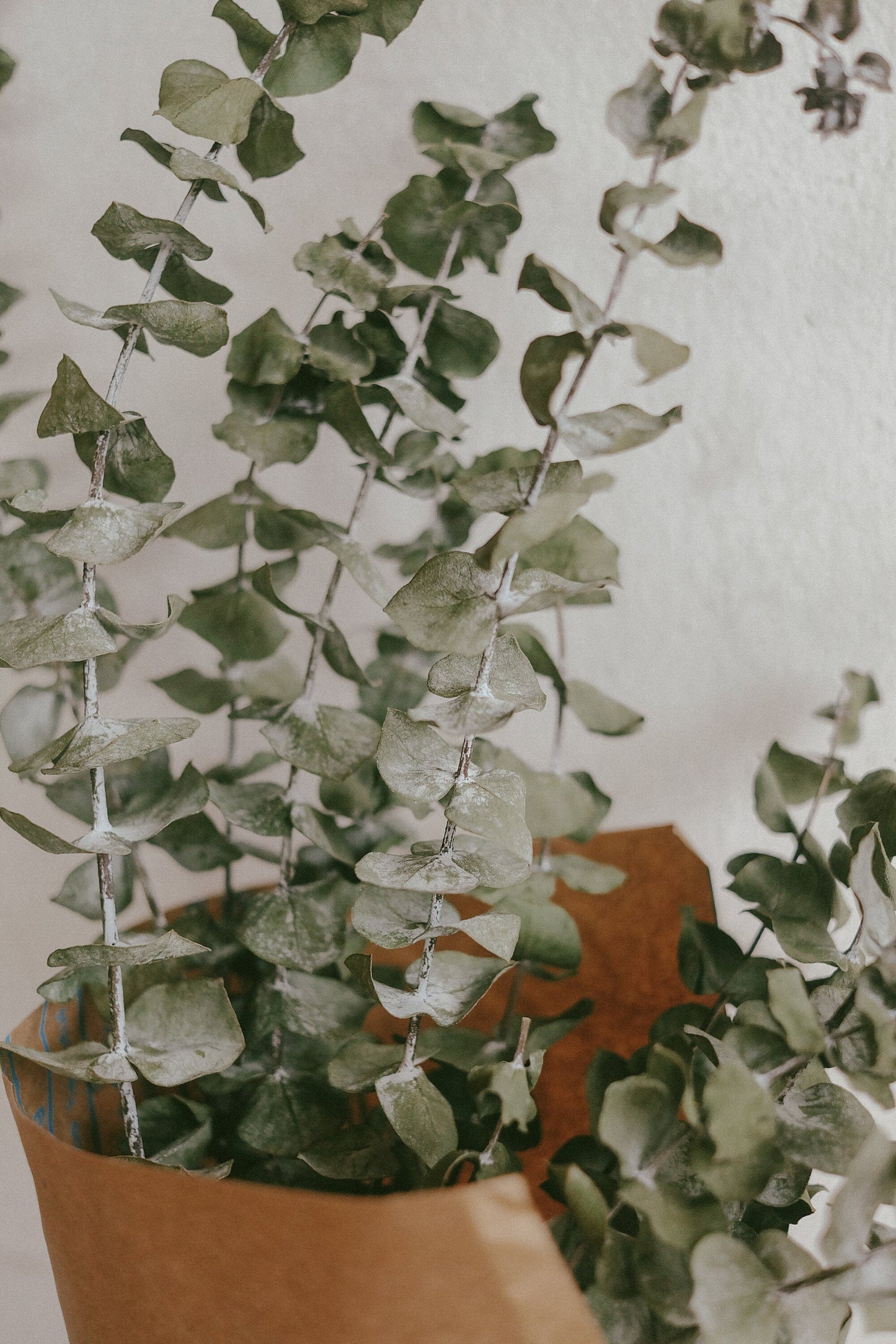 Eucalyptus (Dried)