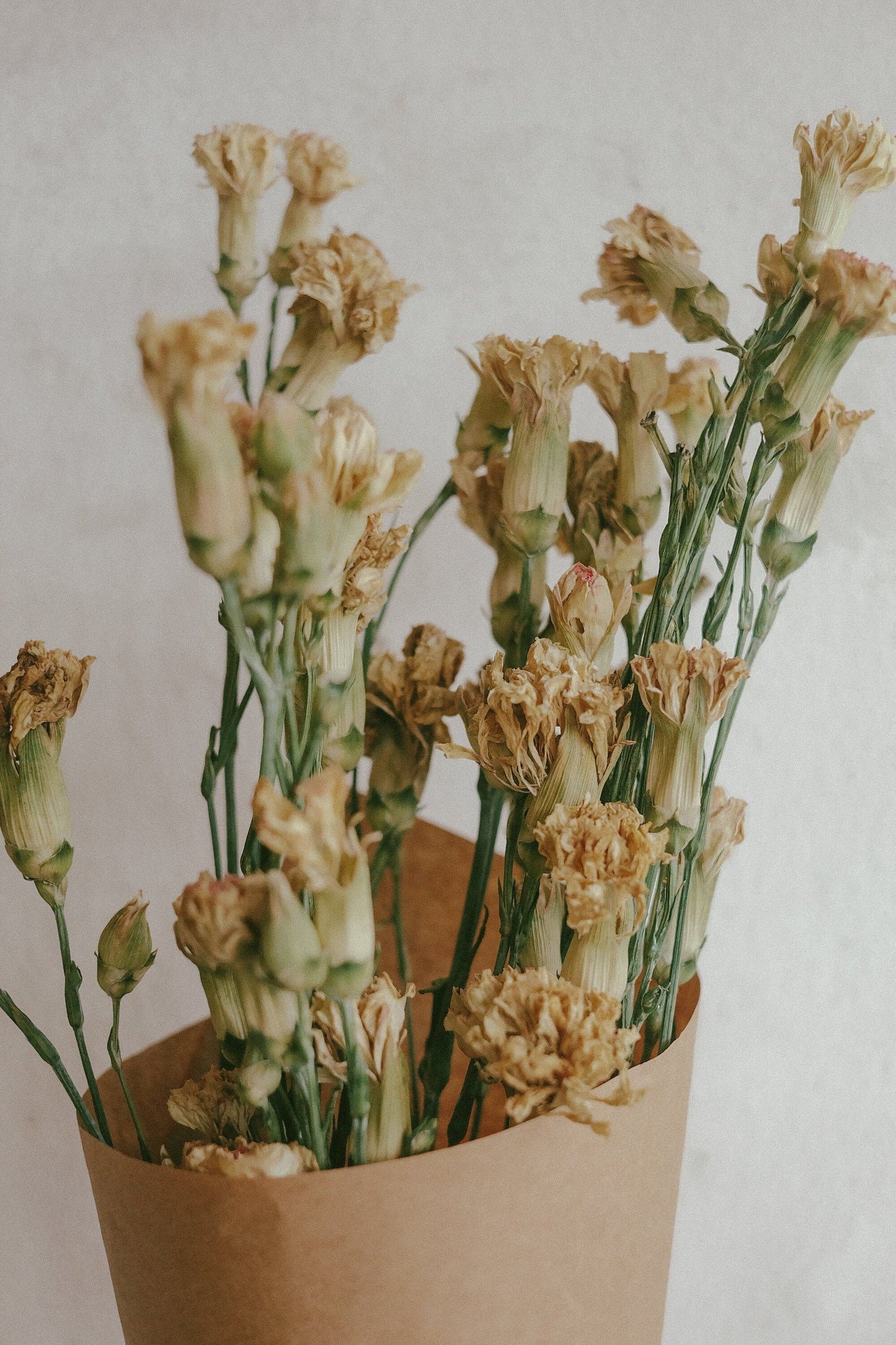 Carnations (Dried)