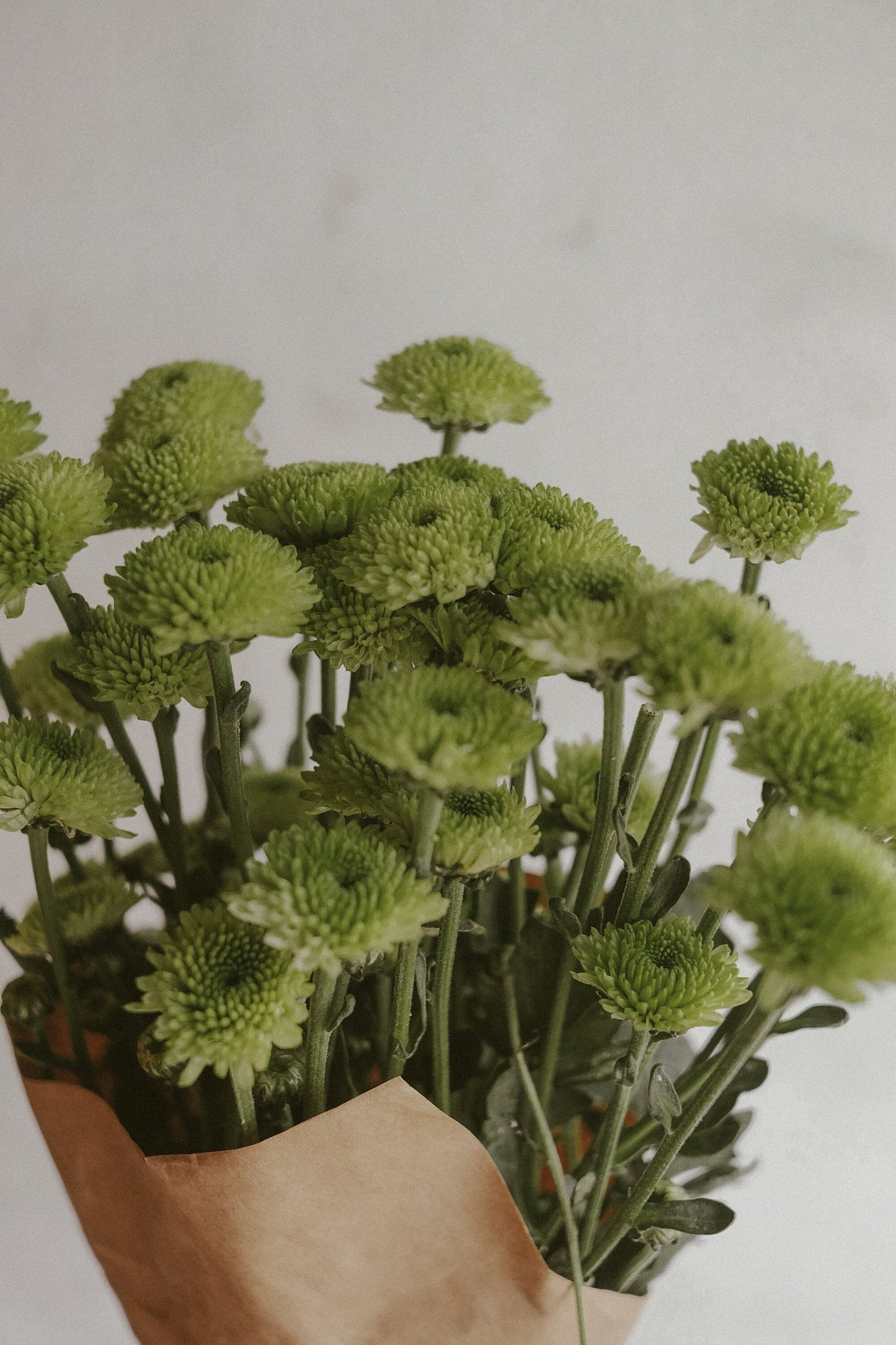 Button mums