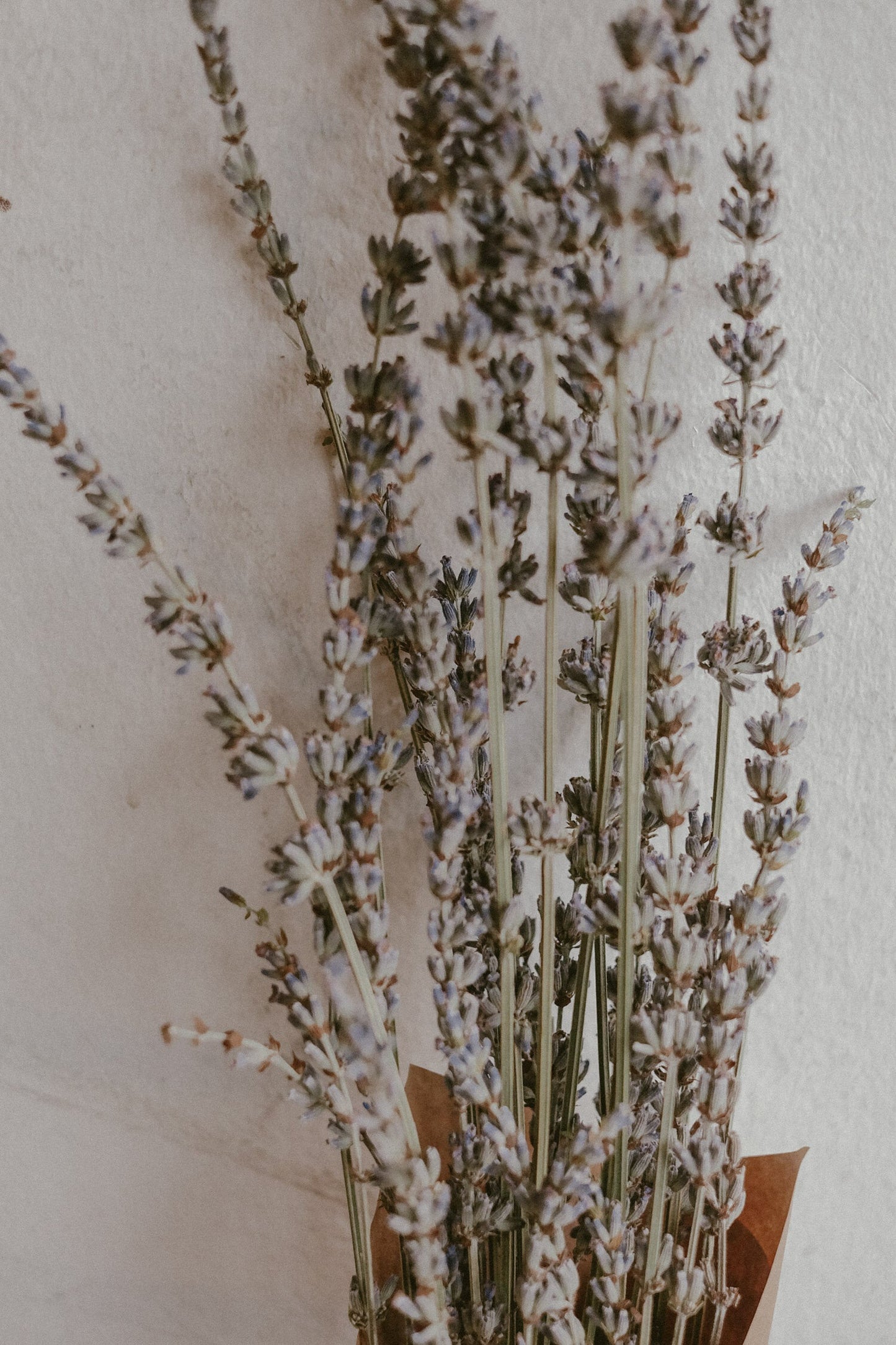Dried Lavender