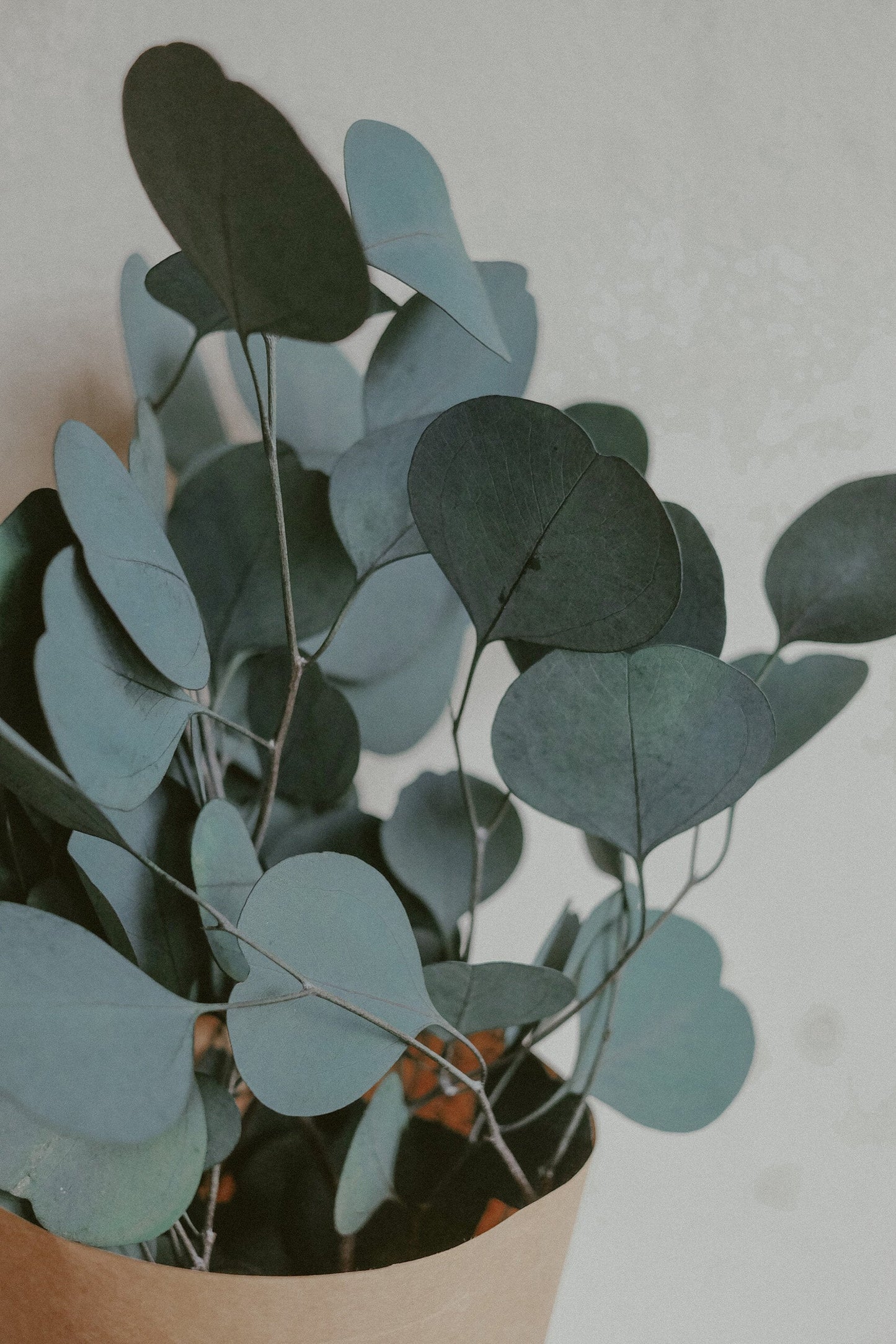 Silver Dollar Eucalyptus (dried)
