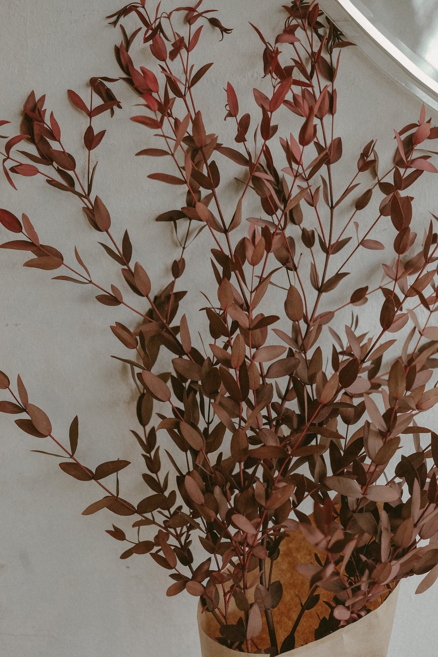 Eucalyptus Parvifolia (Dried)