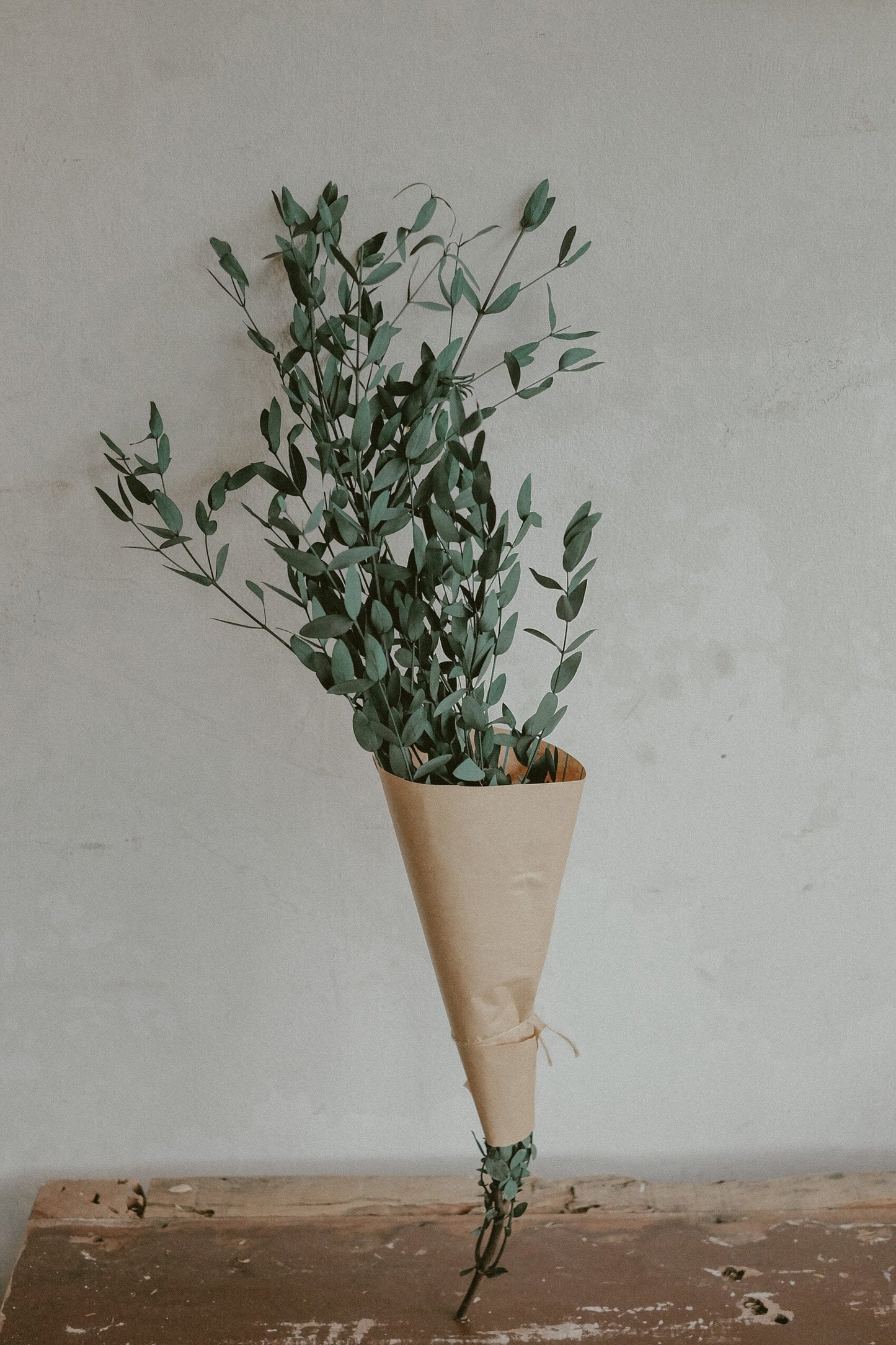 Eucalyptus Parvifolia (Dried)