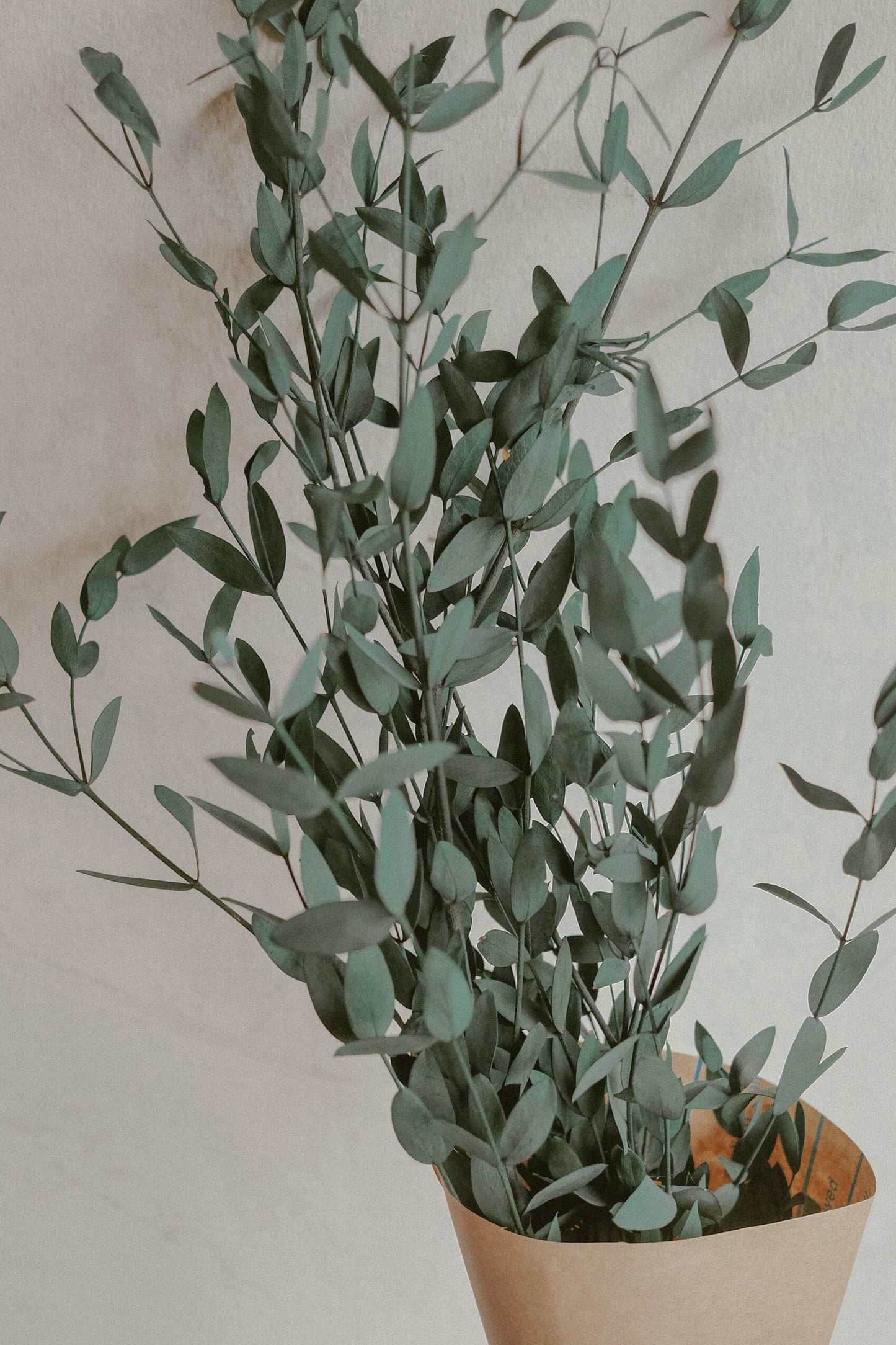 Eucalyptus Parvifolia (Dried)