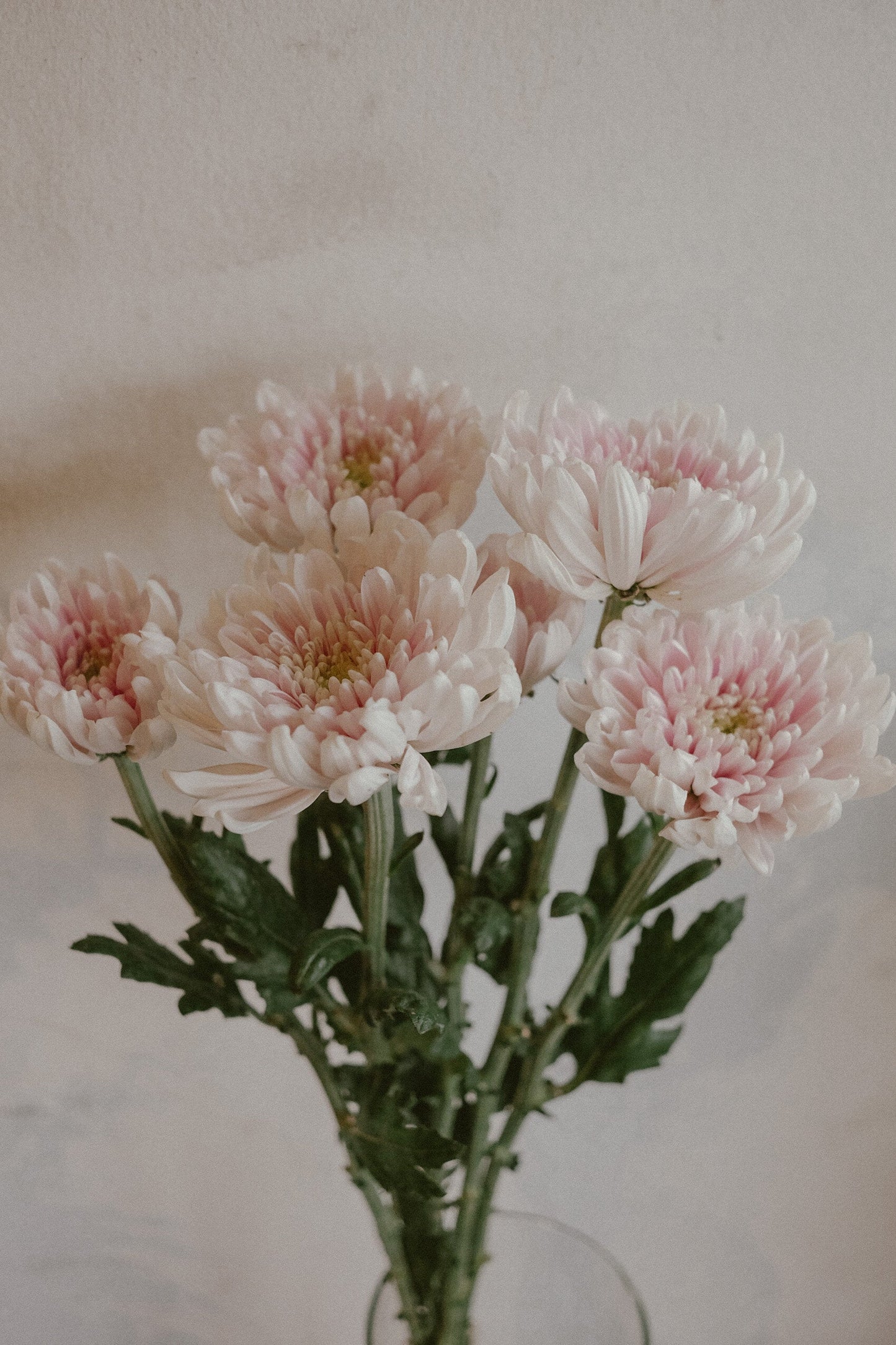 Rossano Mums