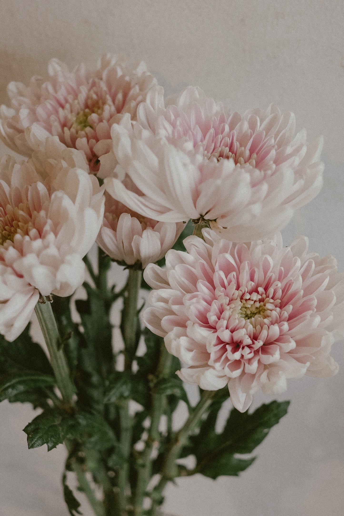 Rossano Mums
