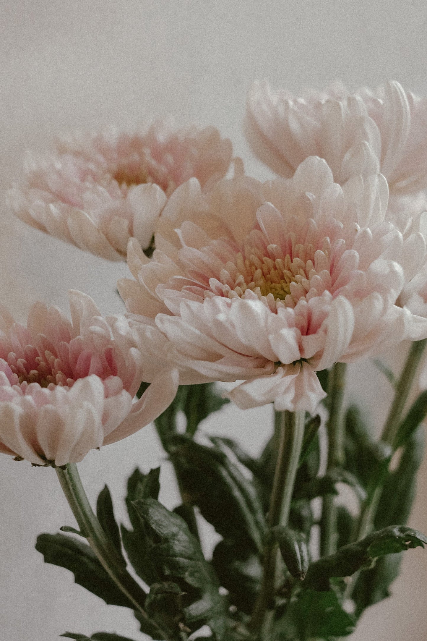 Rossano Mums