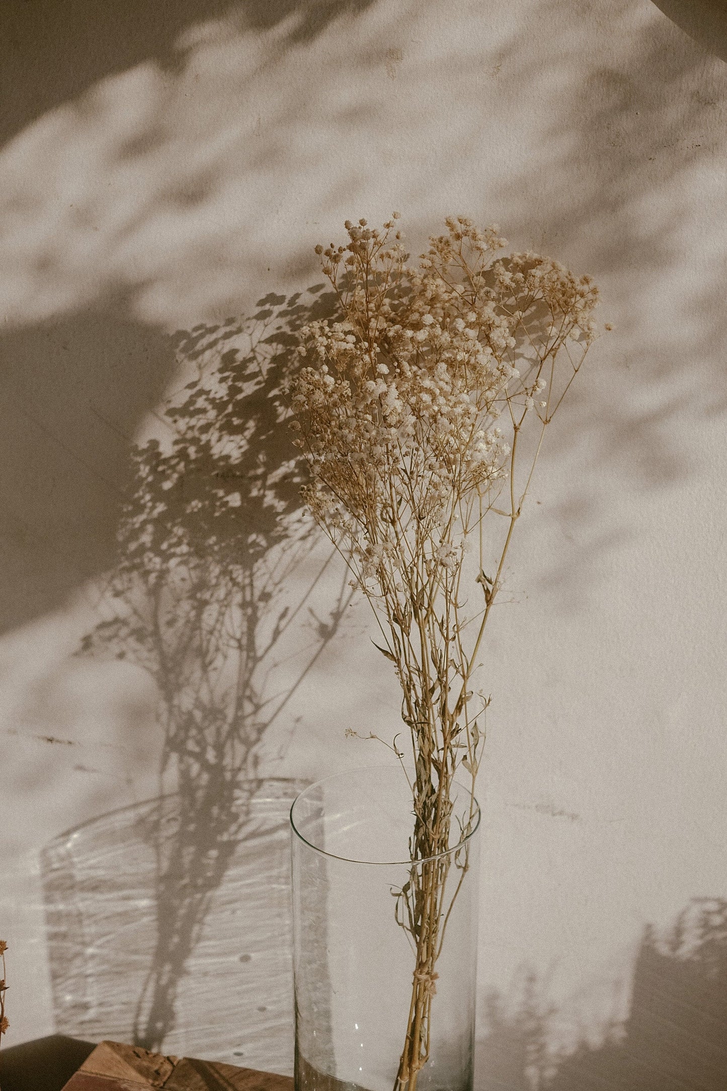 Dried Gypsophila
