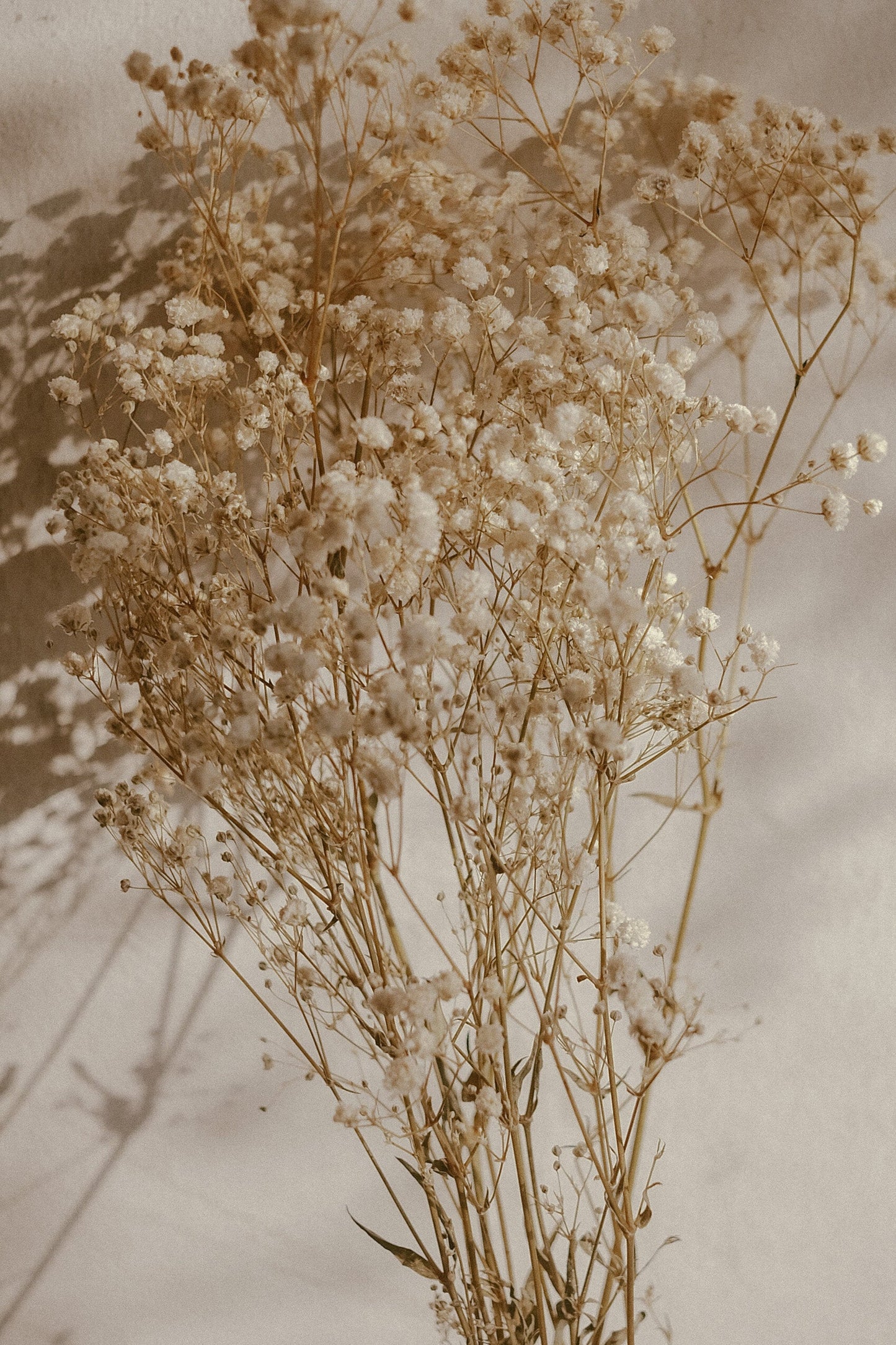 Dried Gypsophila