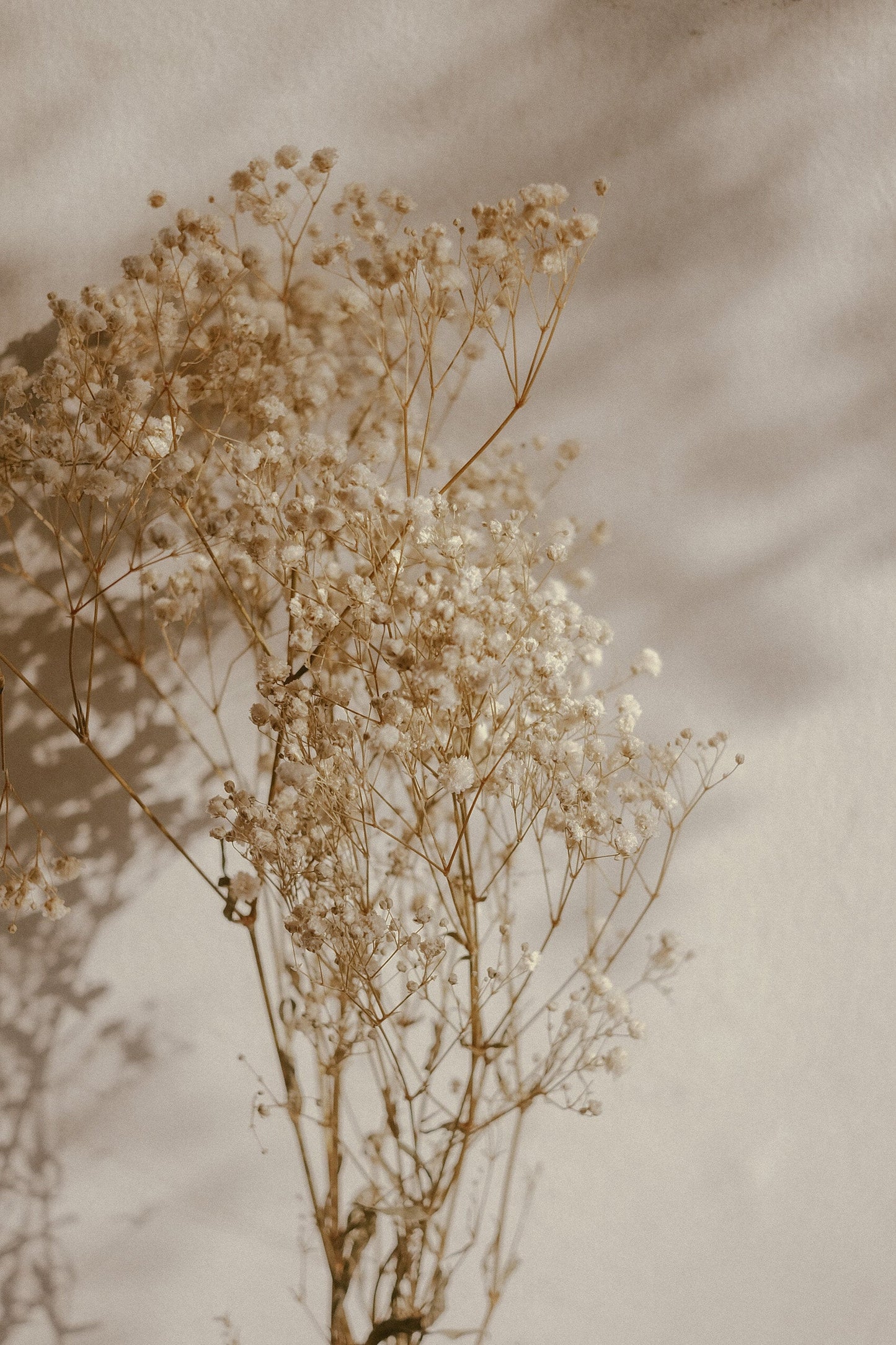 Dried Gypsophila