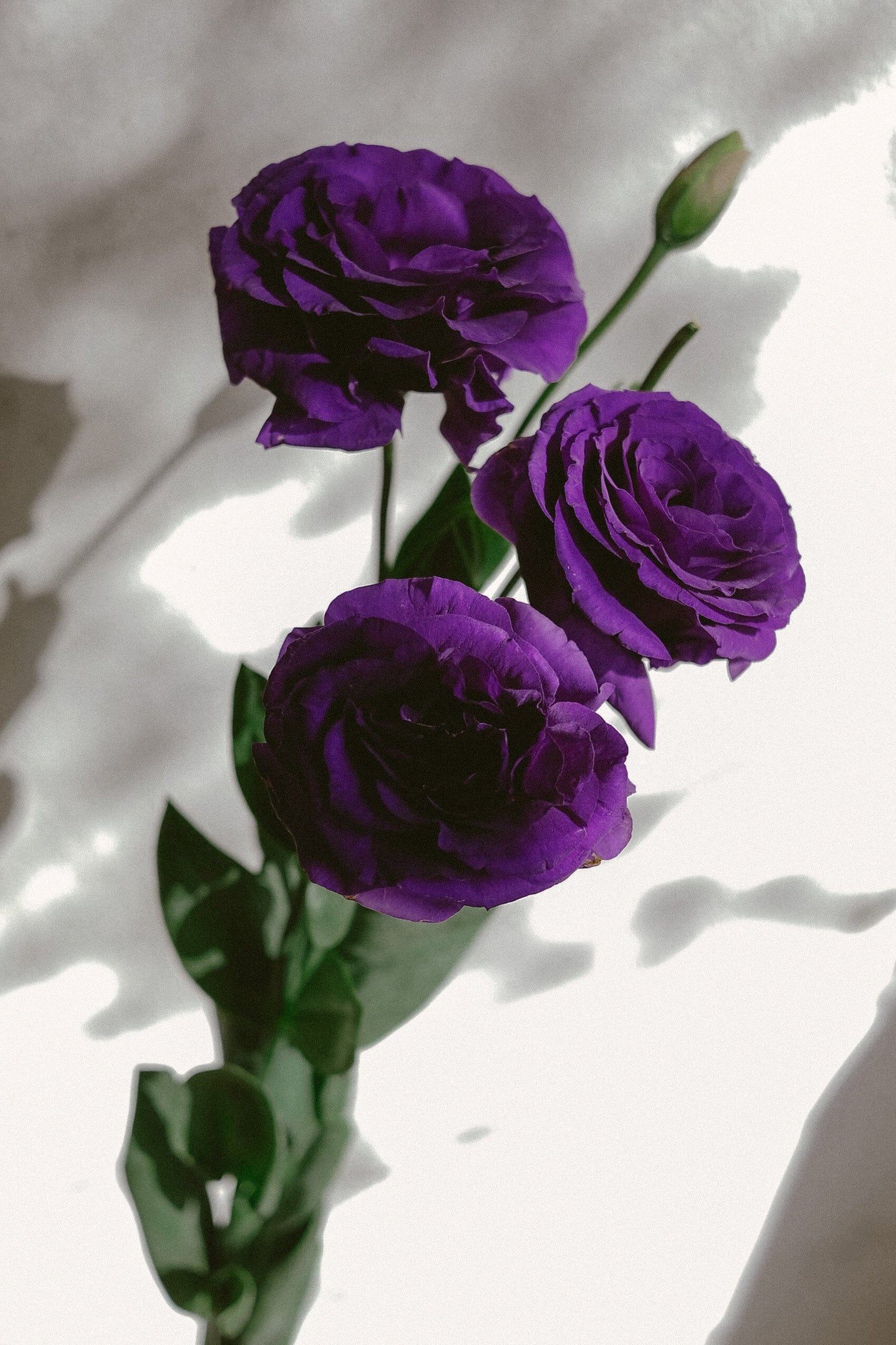 Lisianthus