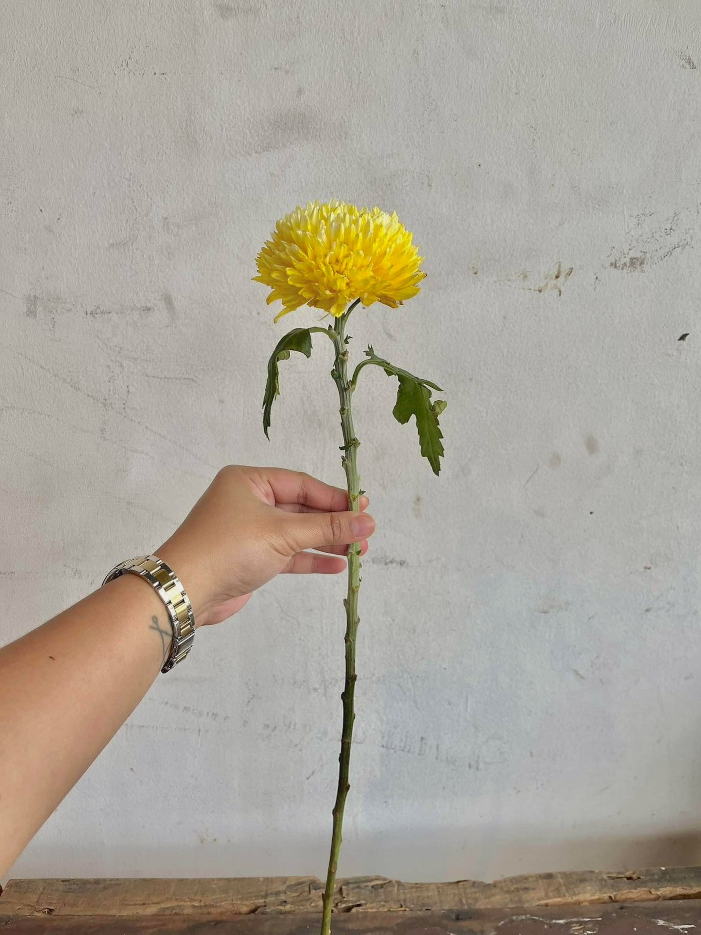 Sunshine Mums
