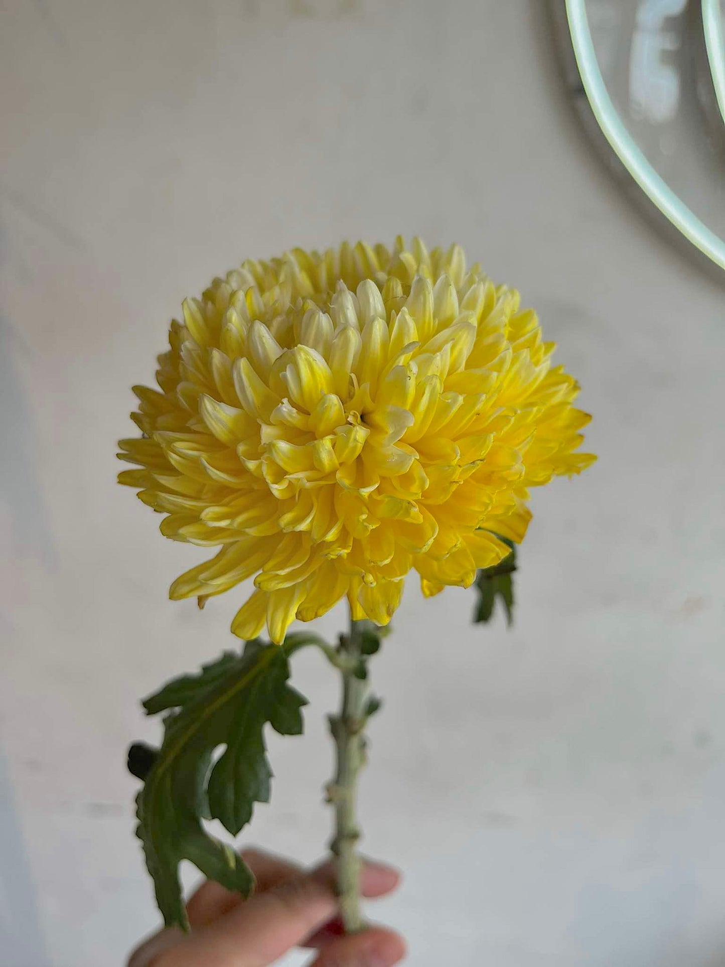Sunshine Mums