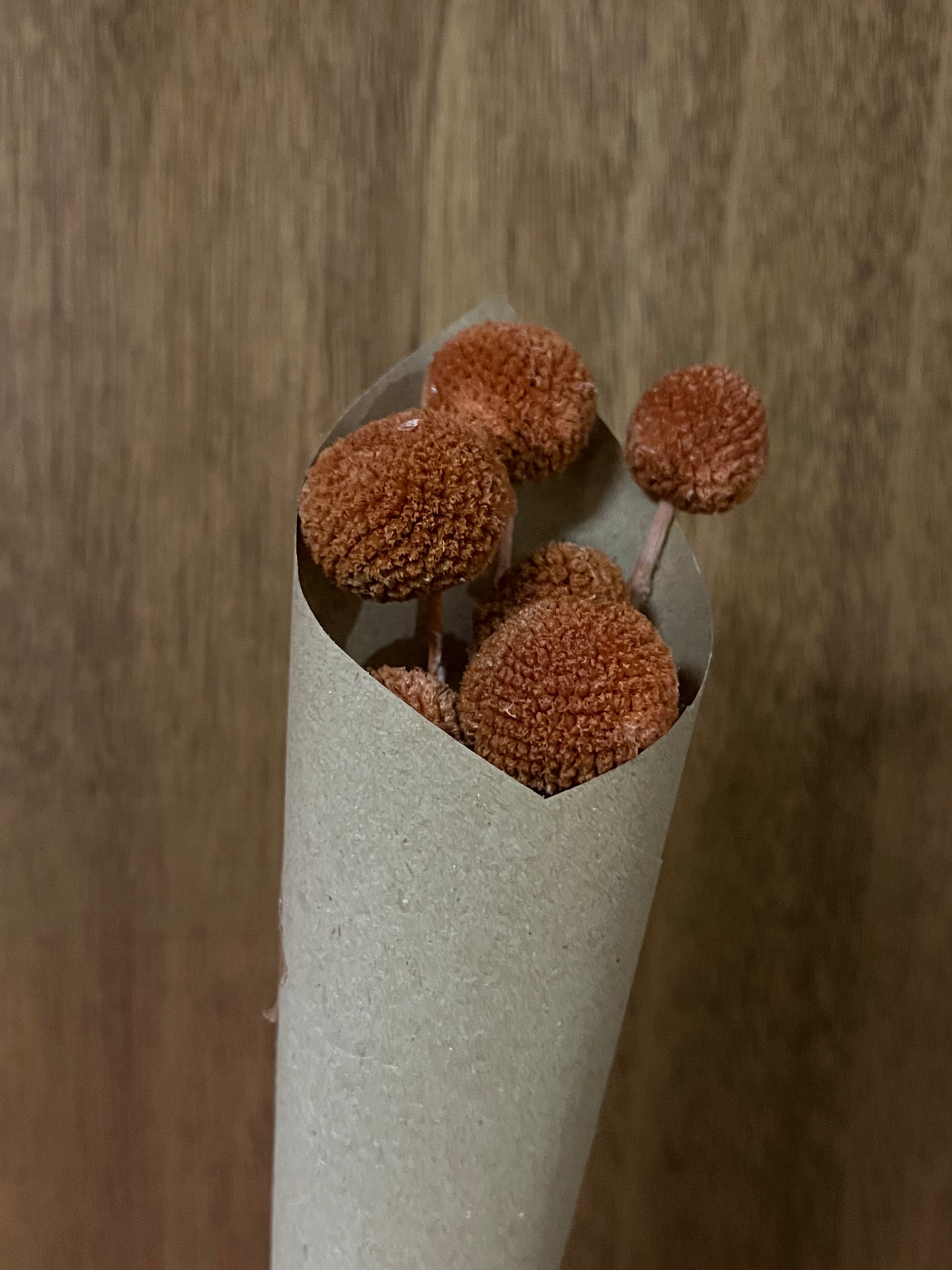 Craspedia (dried)