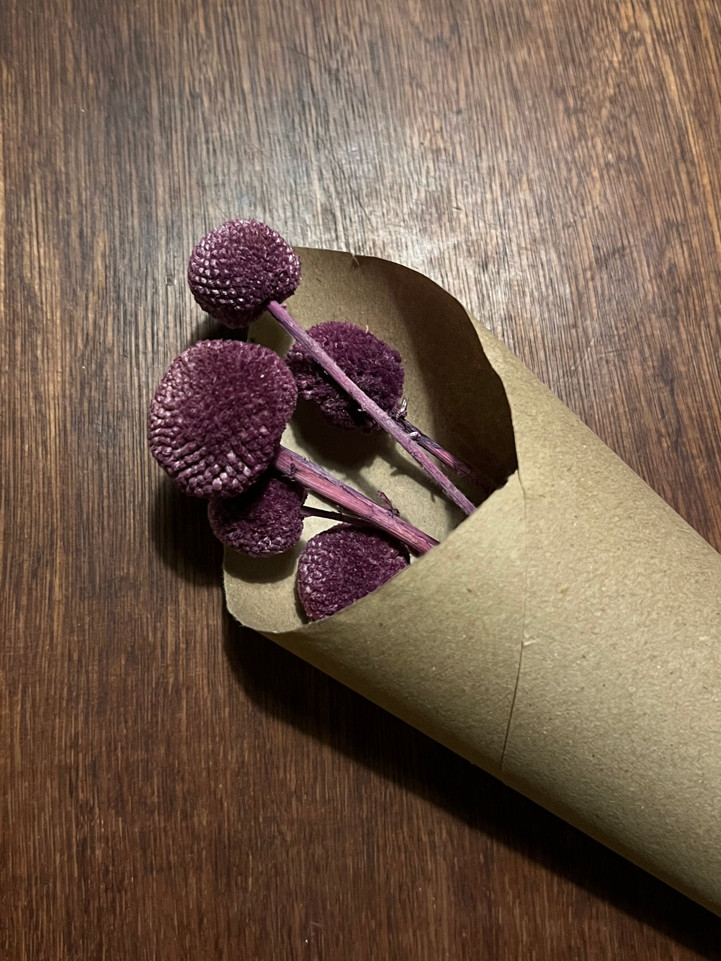 Craspedia (dried)