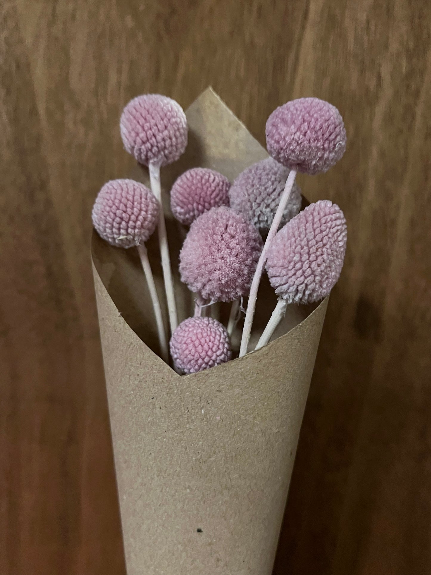 Craspedia (dried)